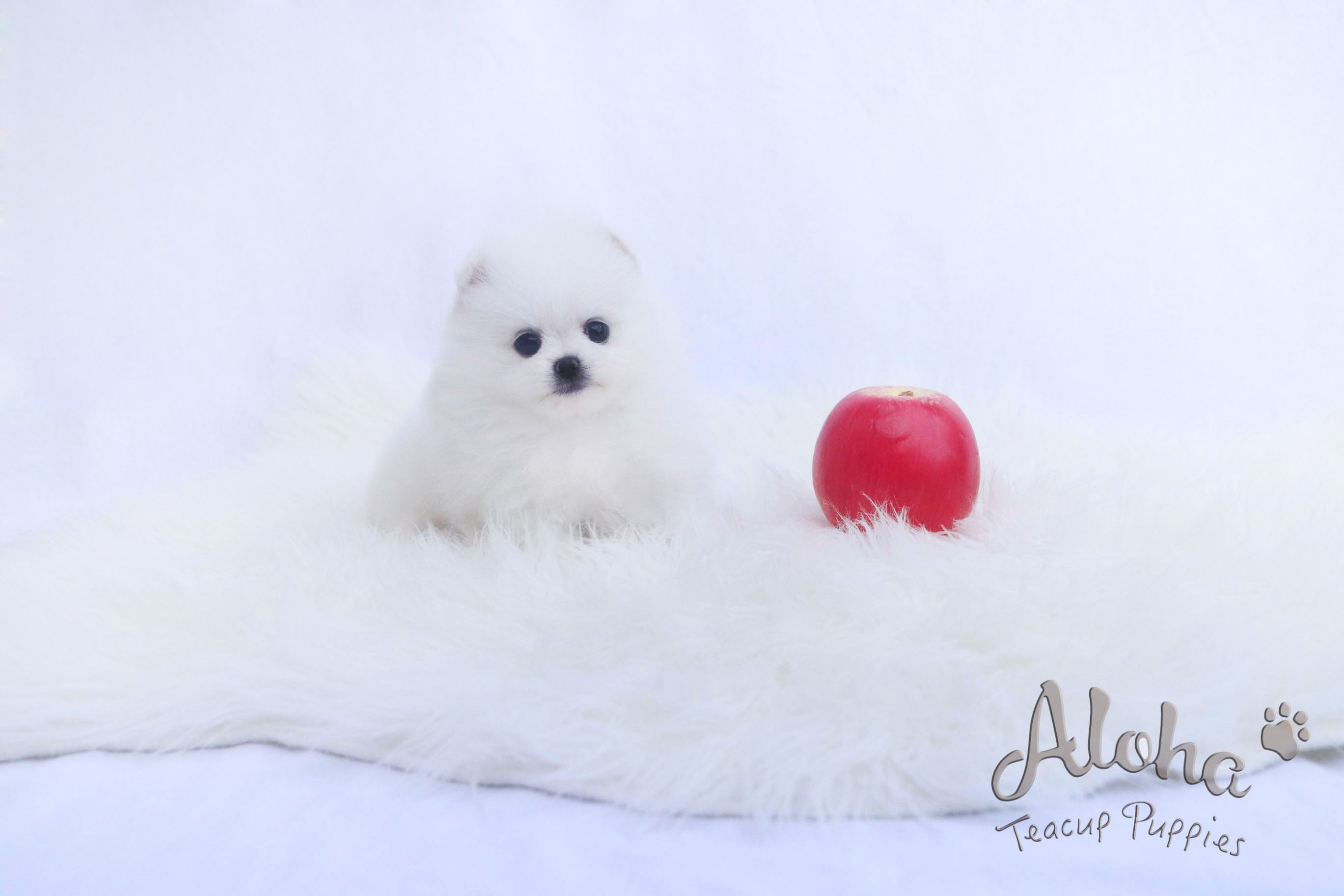 Sold to T, DAISY - [Teacup Pomeranian]