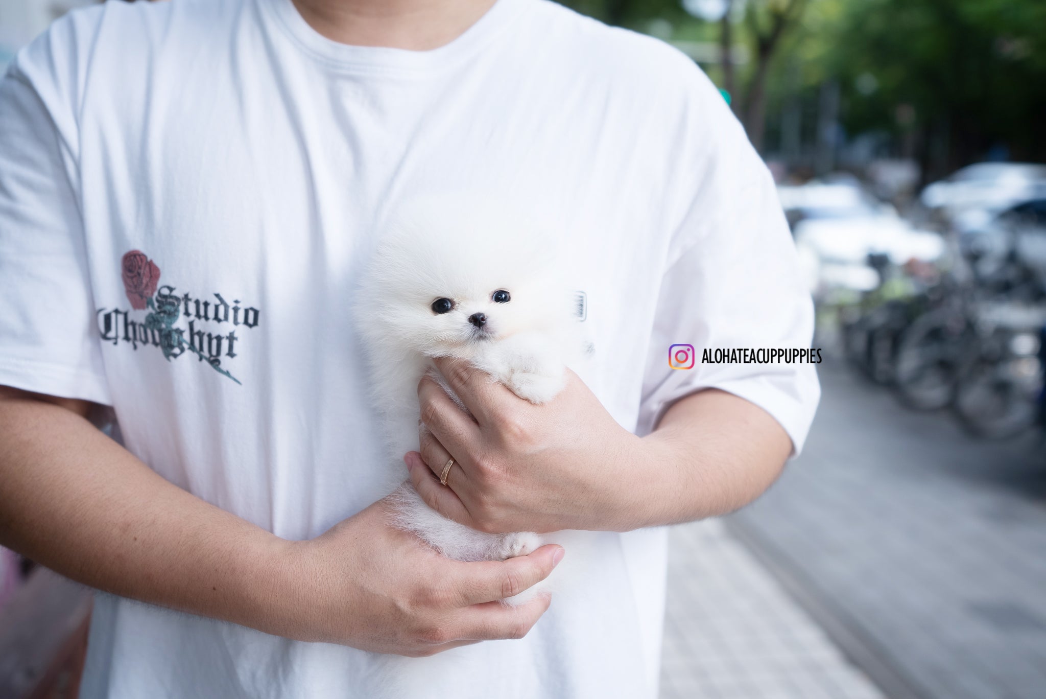Romy [TEACUP POMERANIAN]