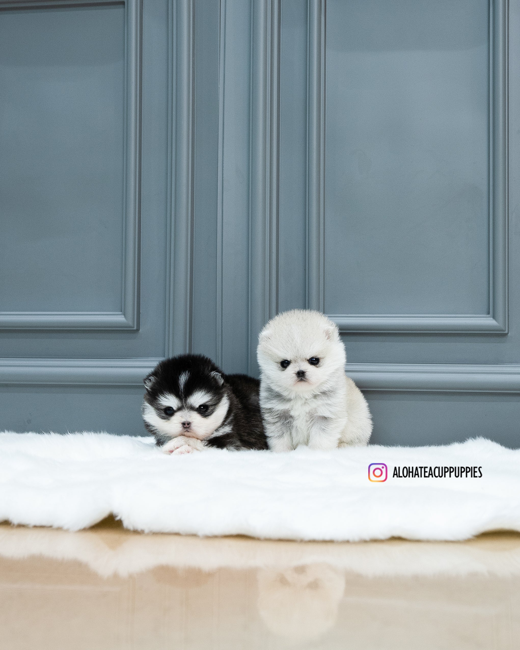 Tate [Pomsky TAZA DE TÉ]