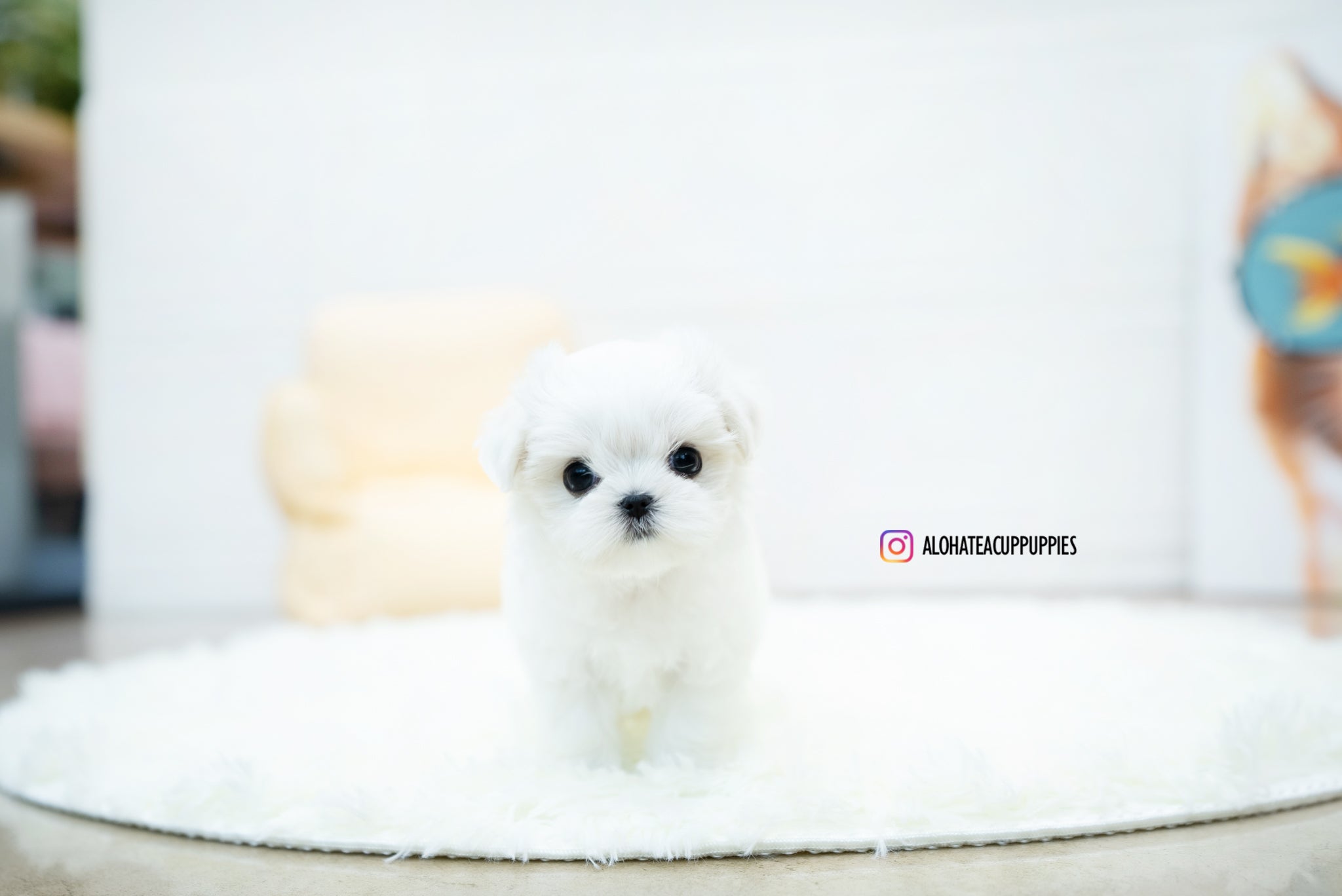 Jasmine [TEACUP MALTESE]