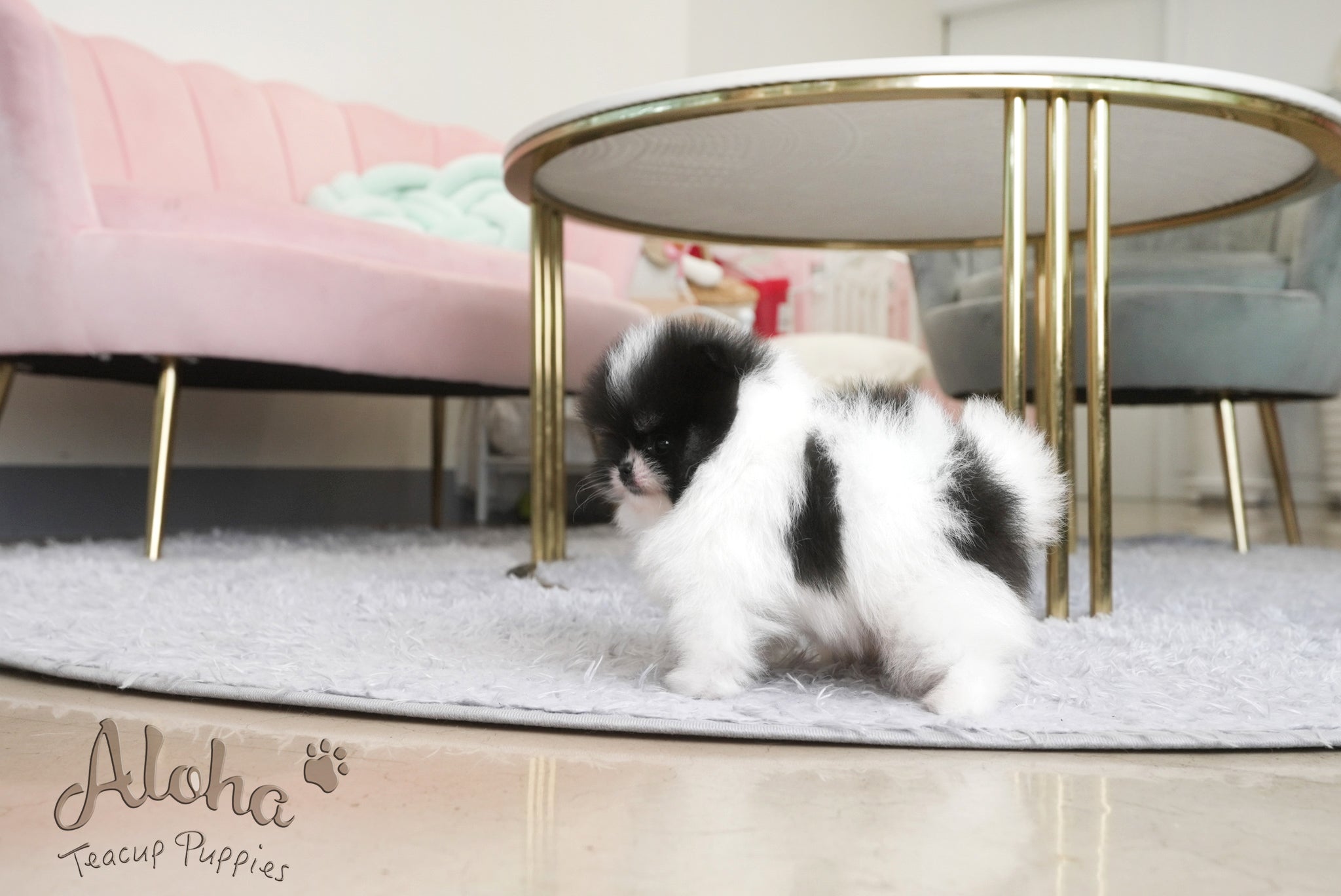 Grant [TEACUP POMERANIAN]