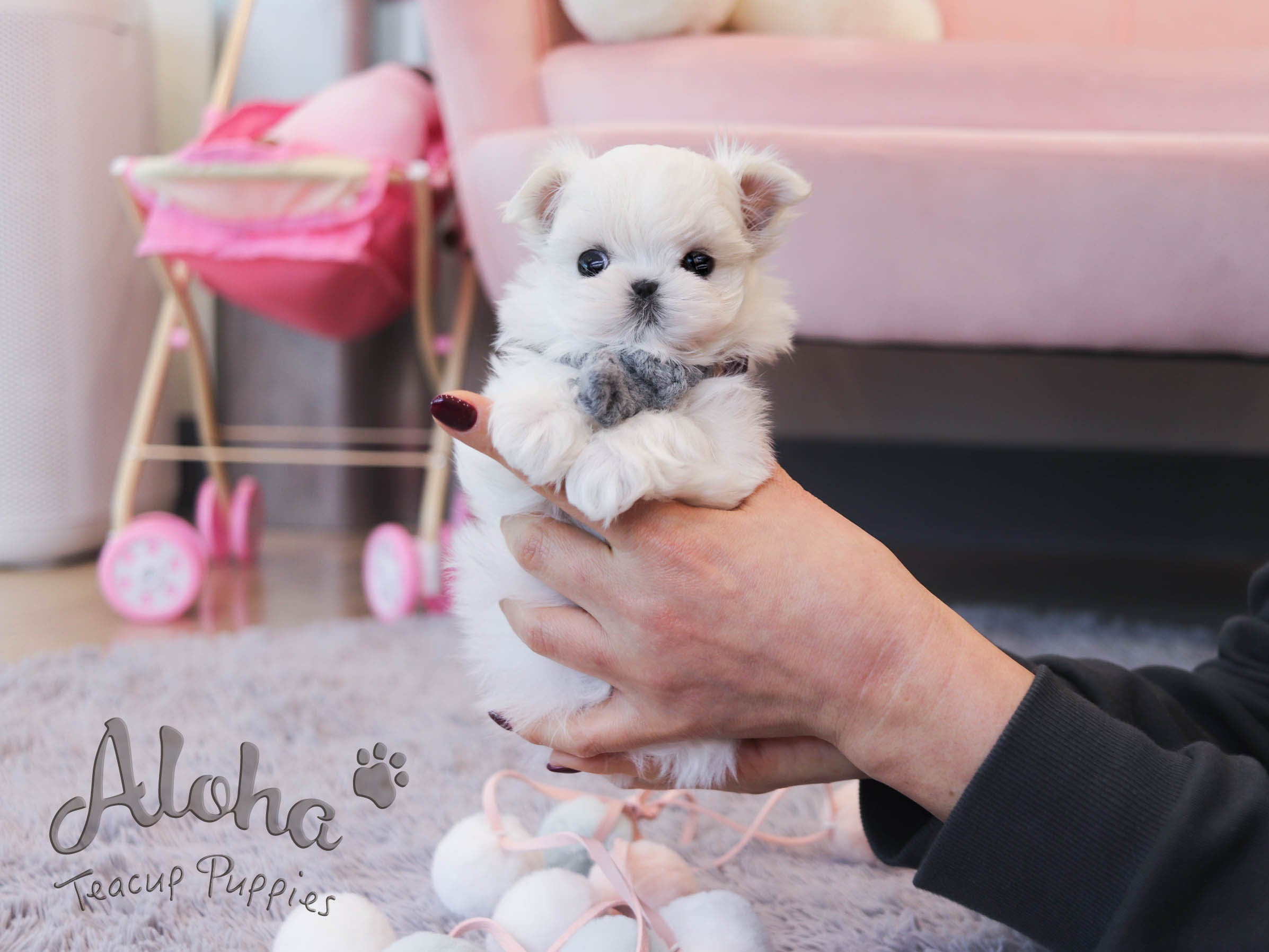Zeus [TEACUP MALTESE]