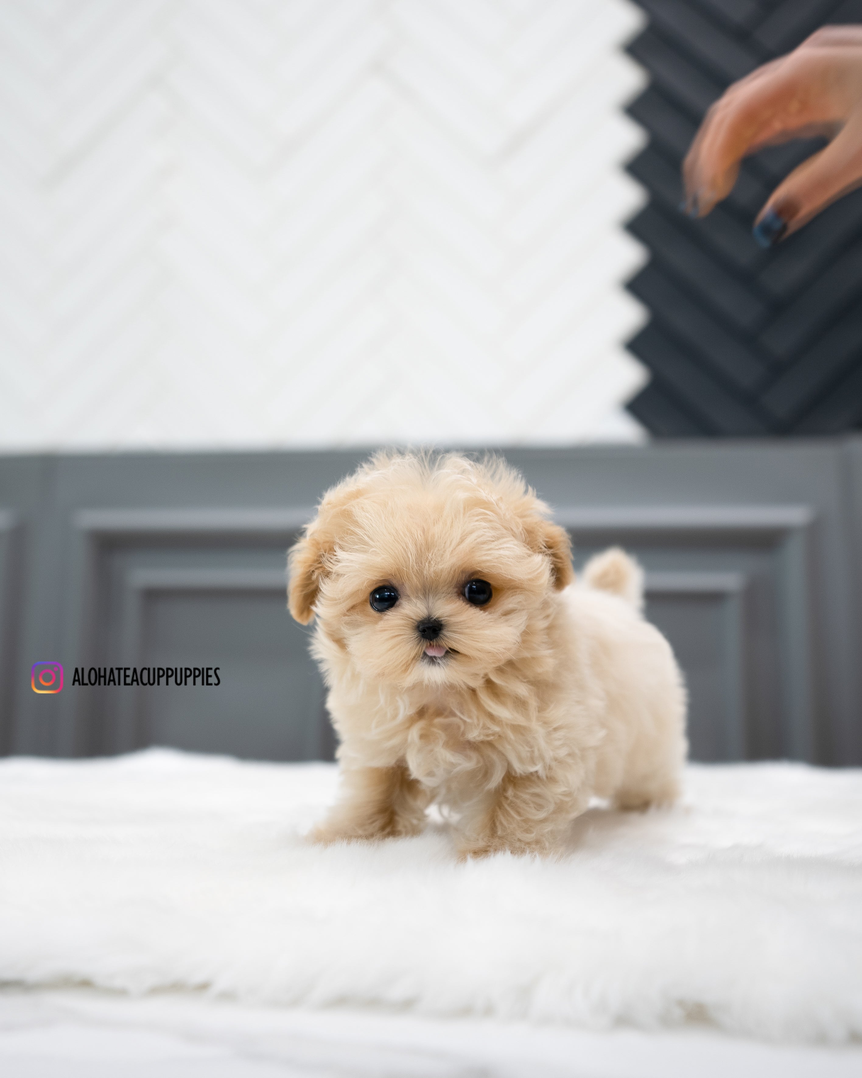 Sofia [TEACUP MALTIPOO]