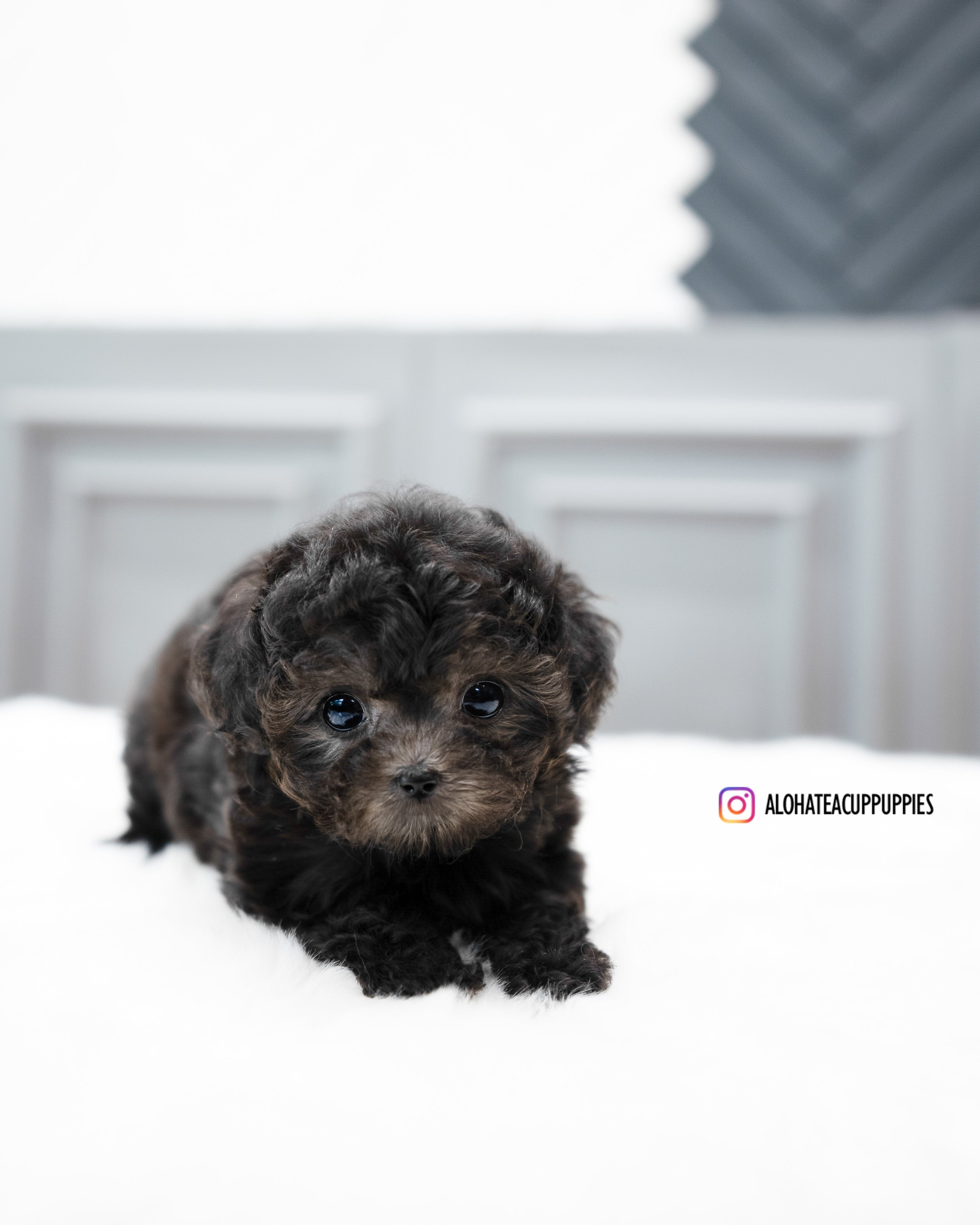 Alice [TEACUP POODLE]