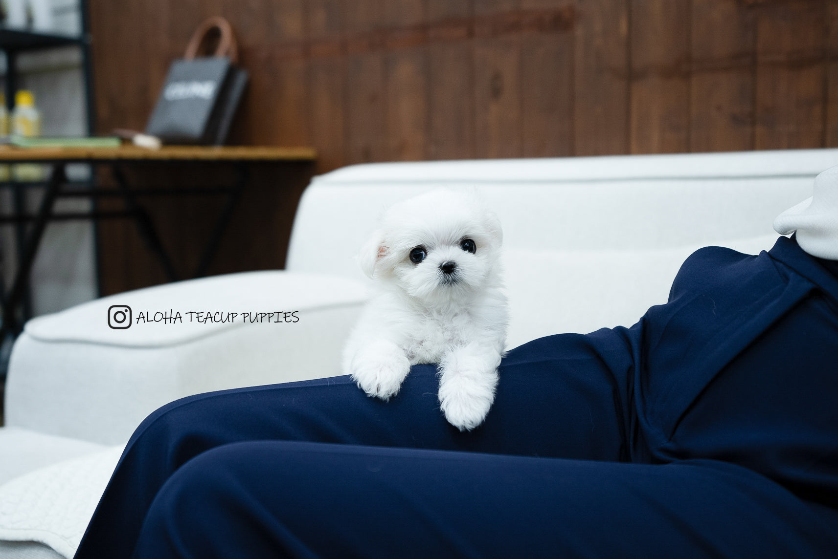 Bono [TEACUP MALTESE]