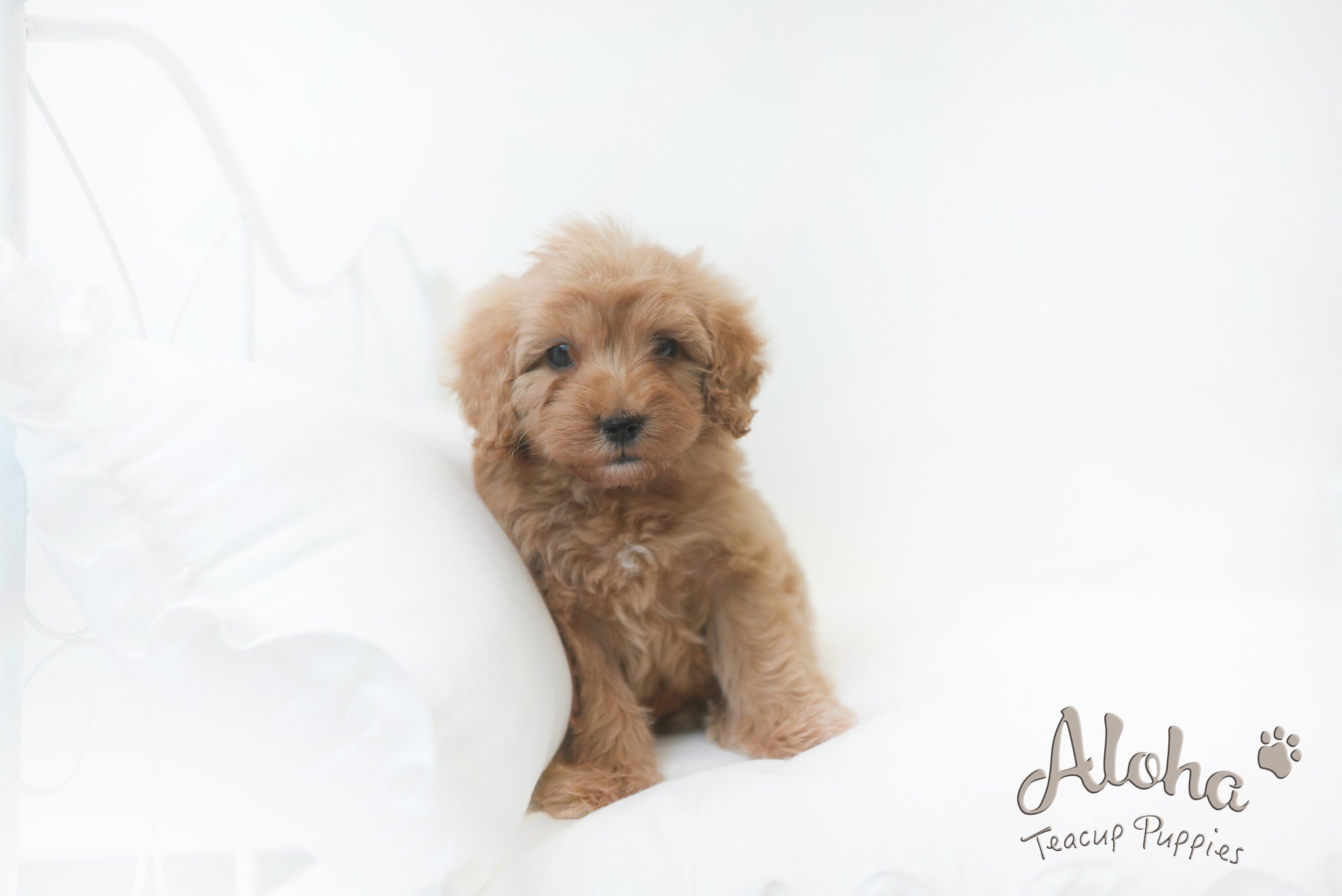 Harry [Mini golden doodle]