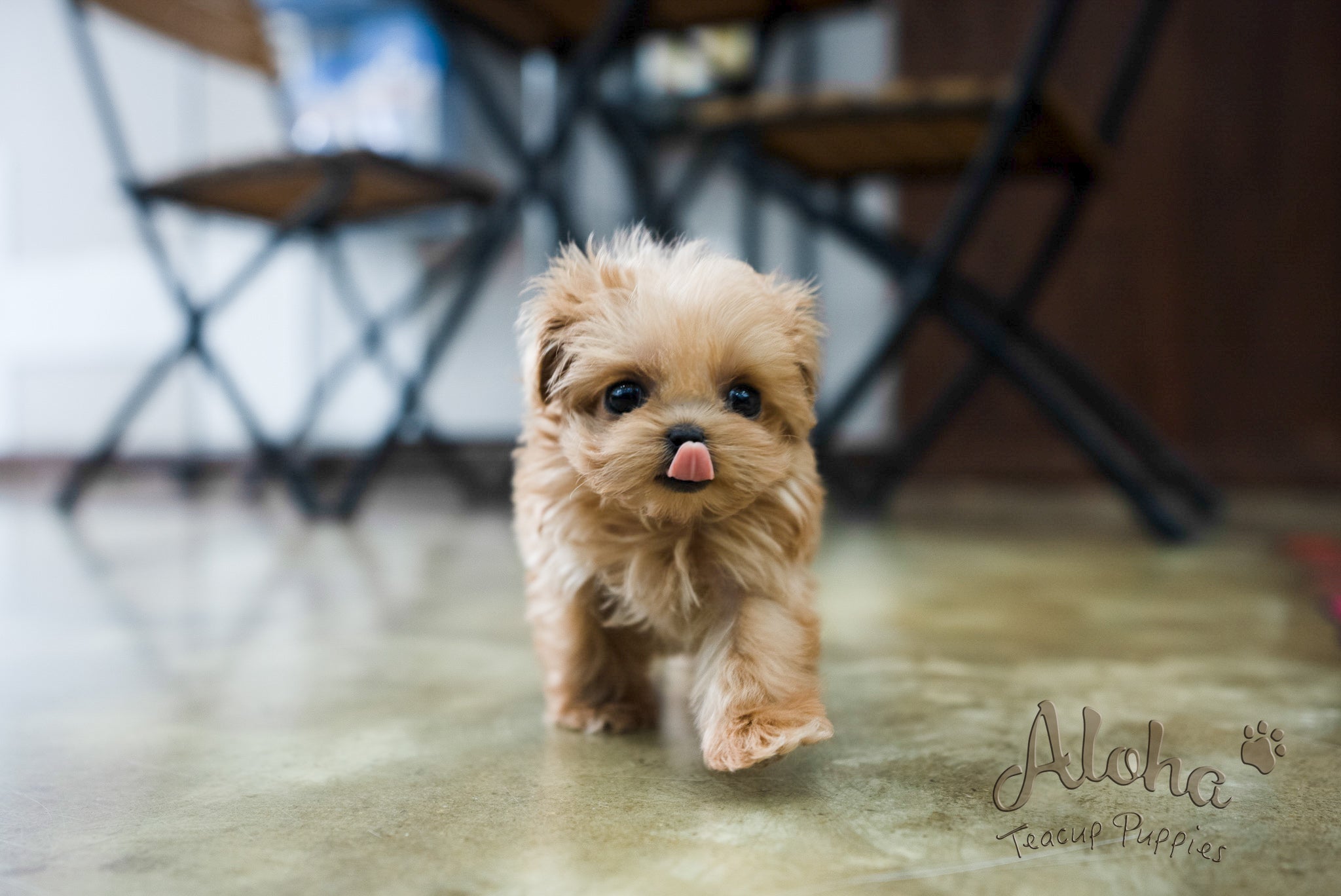 Luna [TEACUP MALTIPOO]