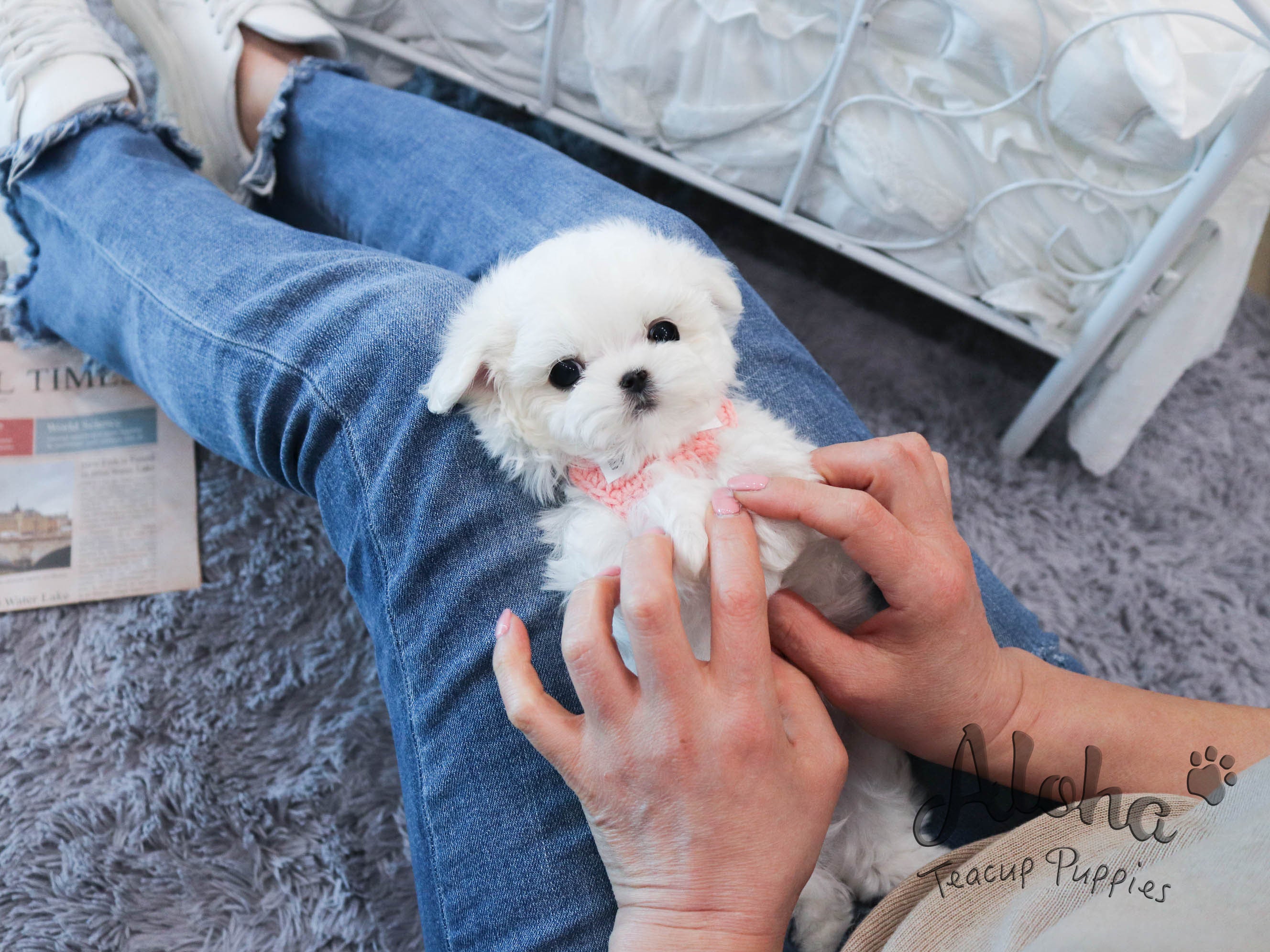 Levi [TEACUP MALTESE]