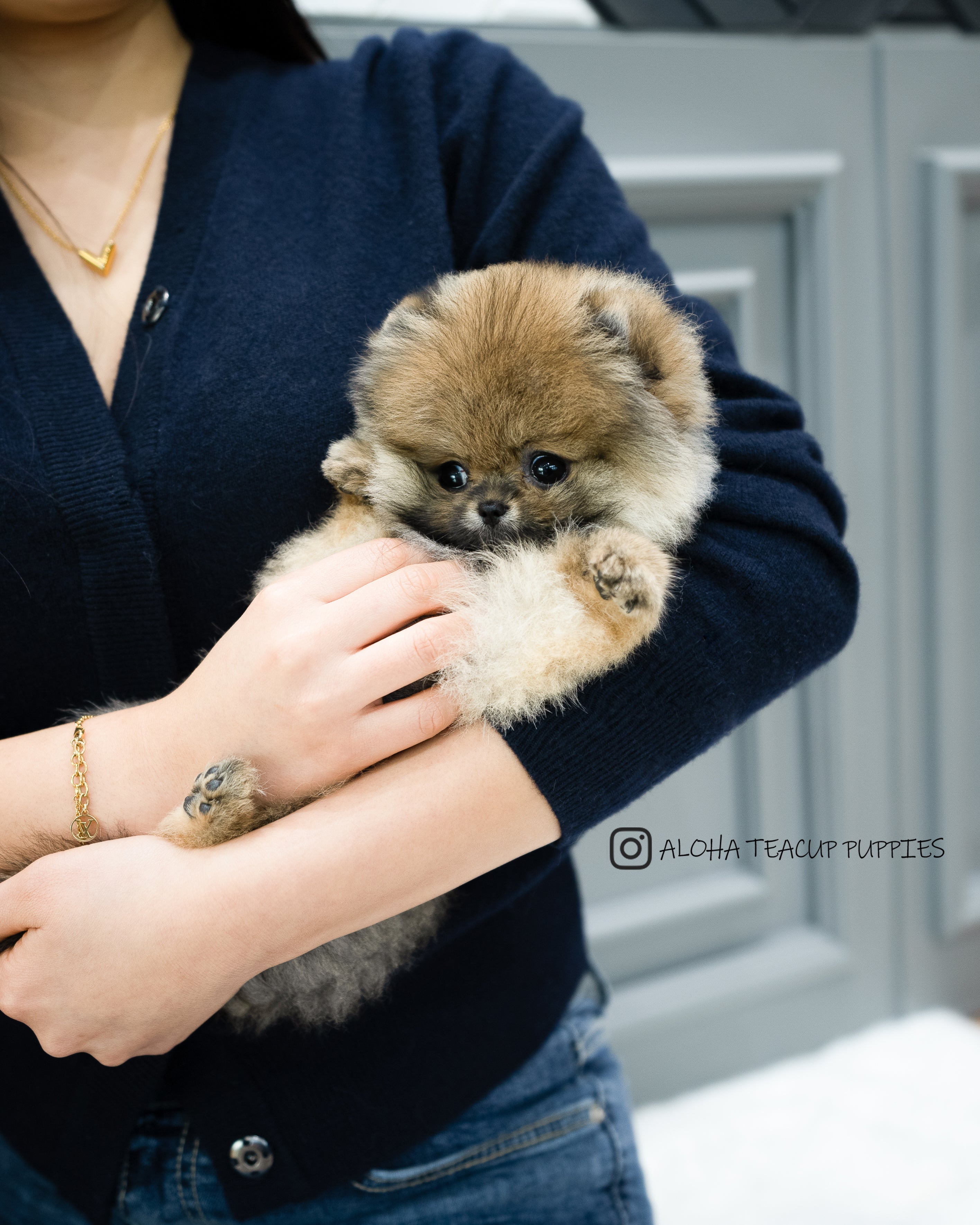 Violet [POMERANIA TAZA DE TÉ]