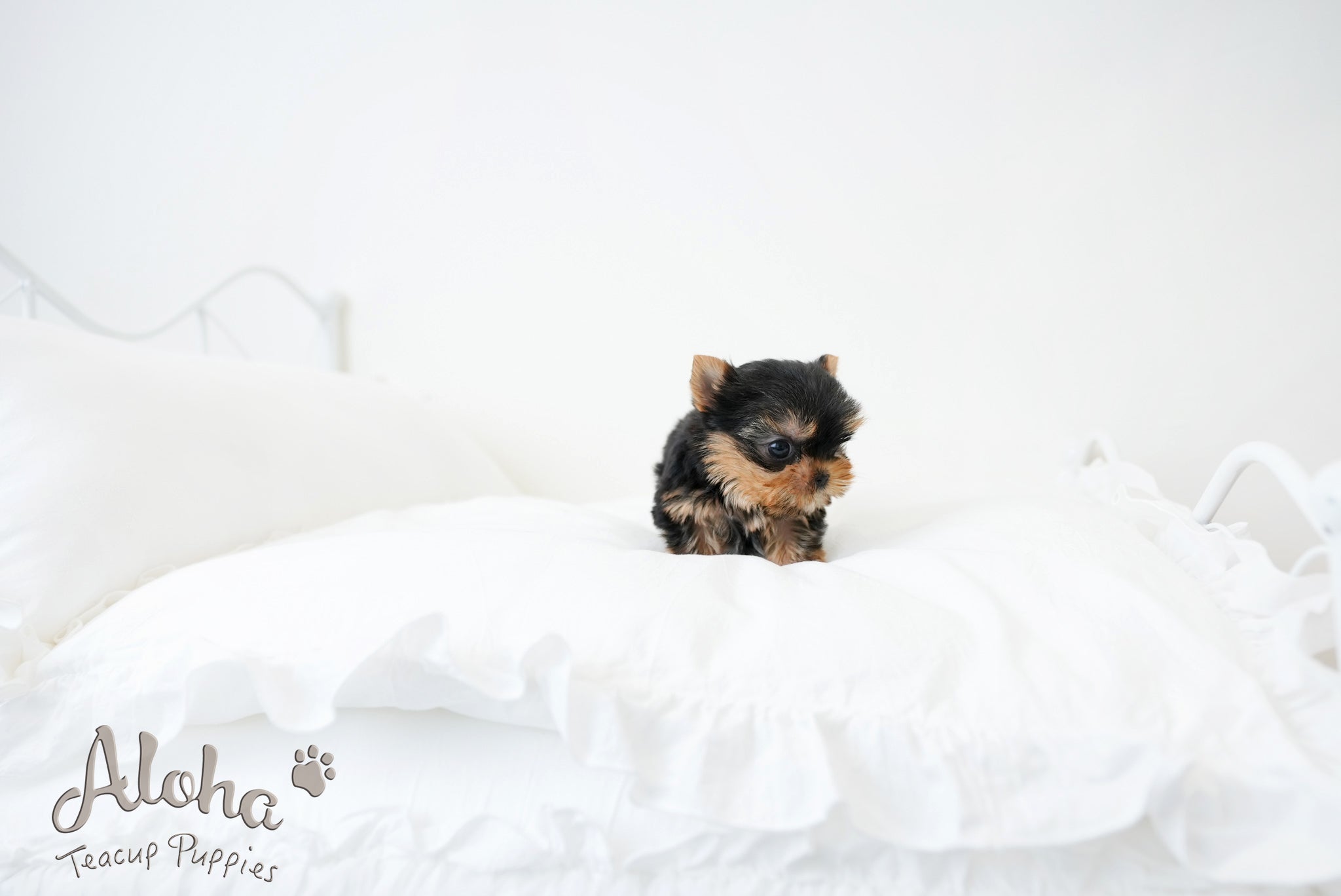 Finn [TEACUP YORKIE]