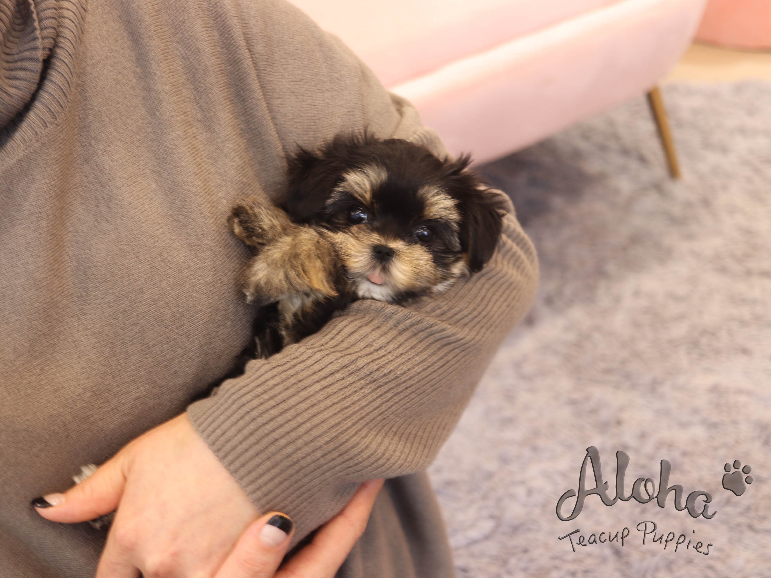 Agata [TEACUP MORKIE]
