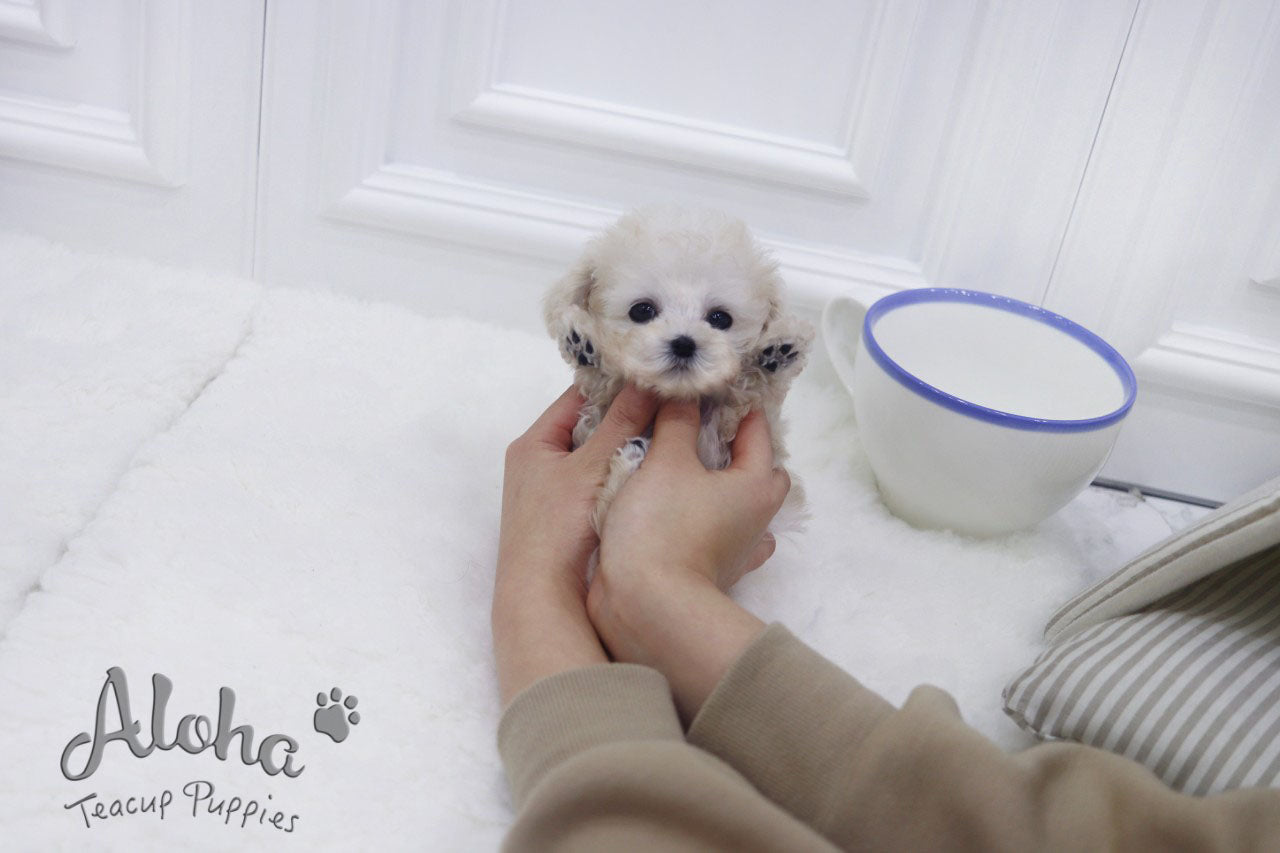 Haribo [POODLE TOY]