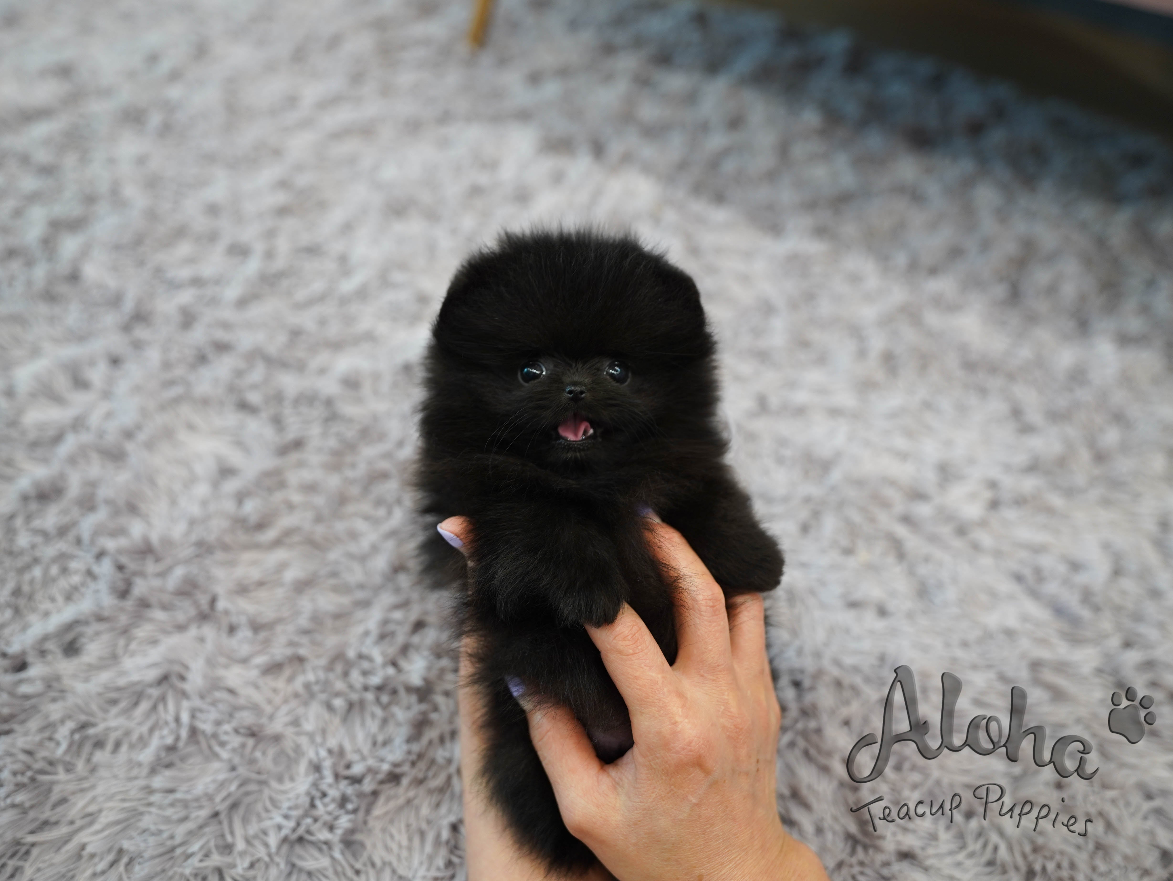 Lulu [TEACUP POMERANIAN]