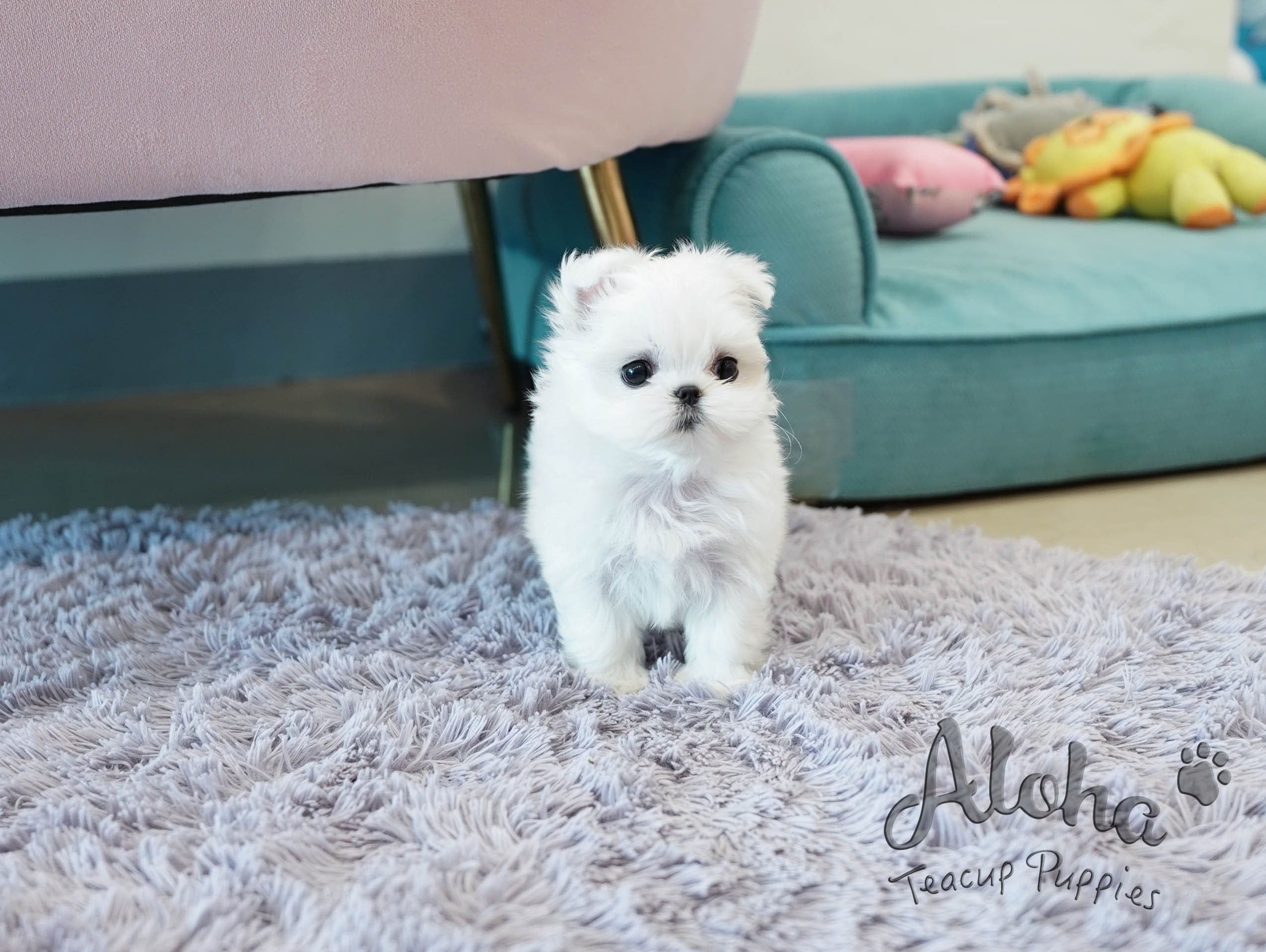 Celine [TEACUP MALTESE]