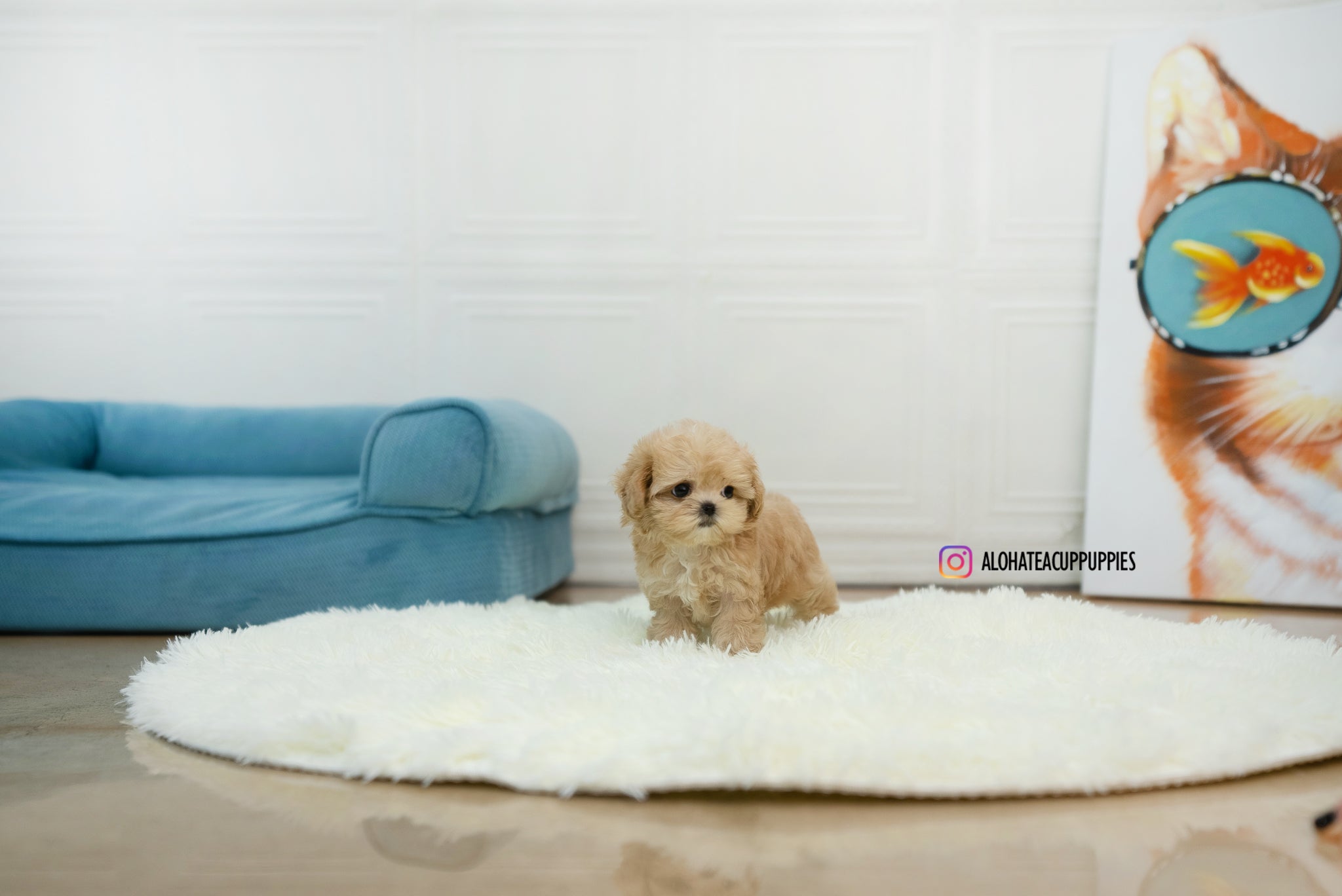 Lumi [TEACUP Maltipoo]