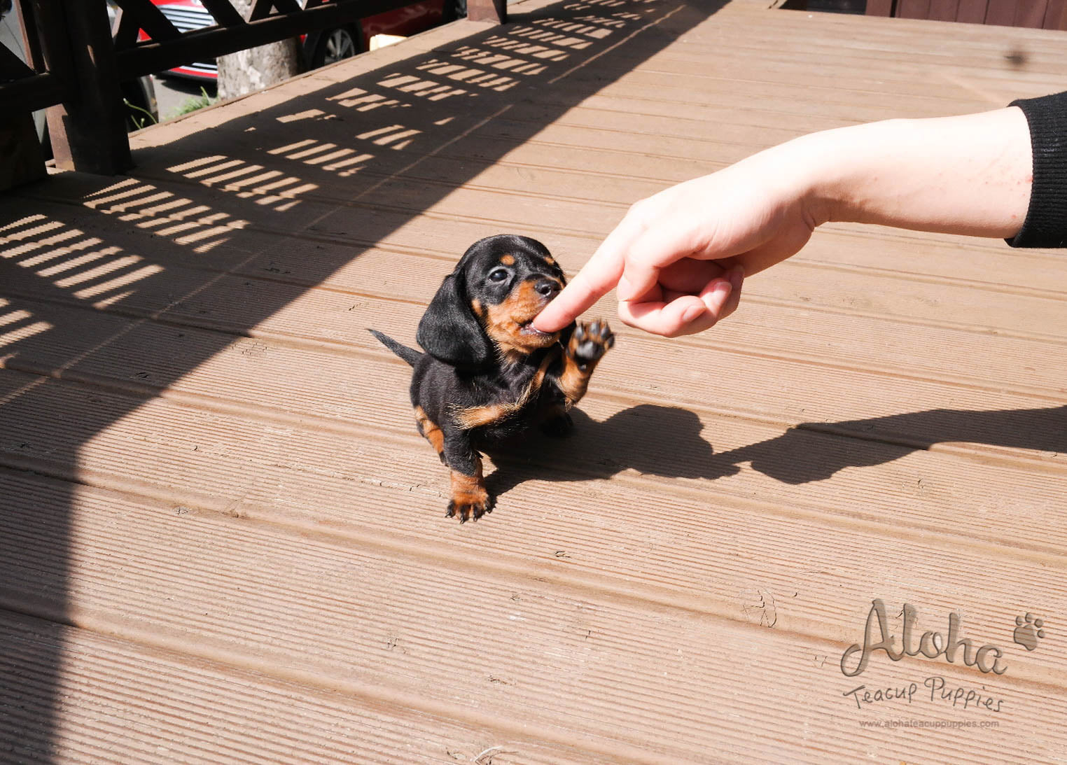 Yam [TEACUP Dachshund]