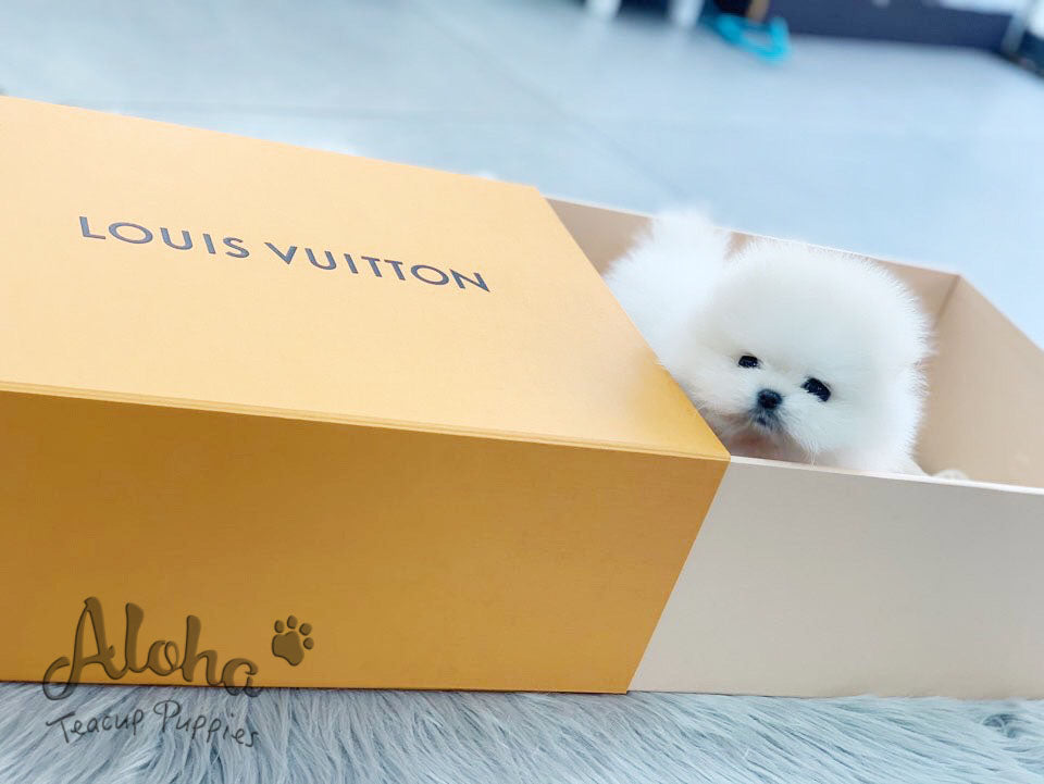 Gabriel [TEACUP POMERANIAN]