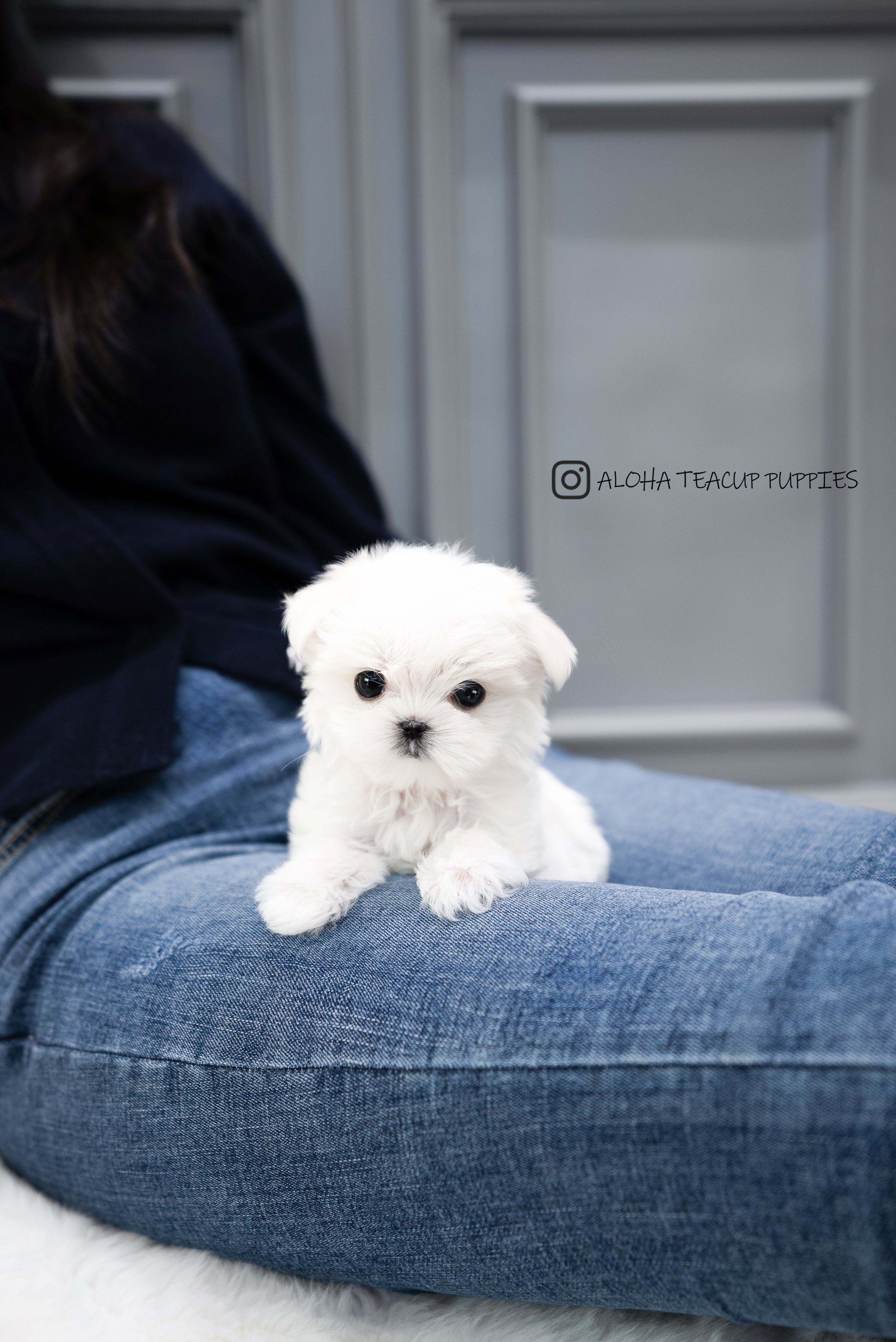 Cosima [TEACUP MALTESE]