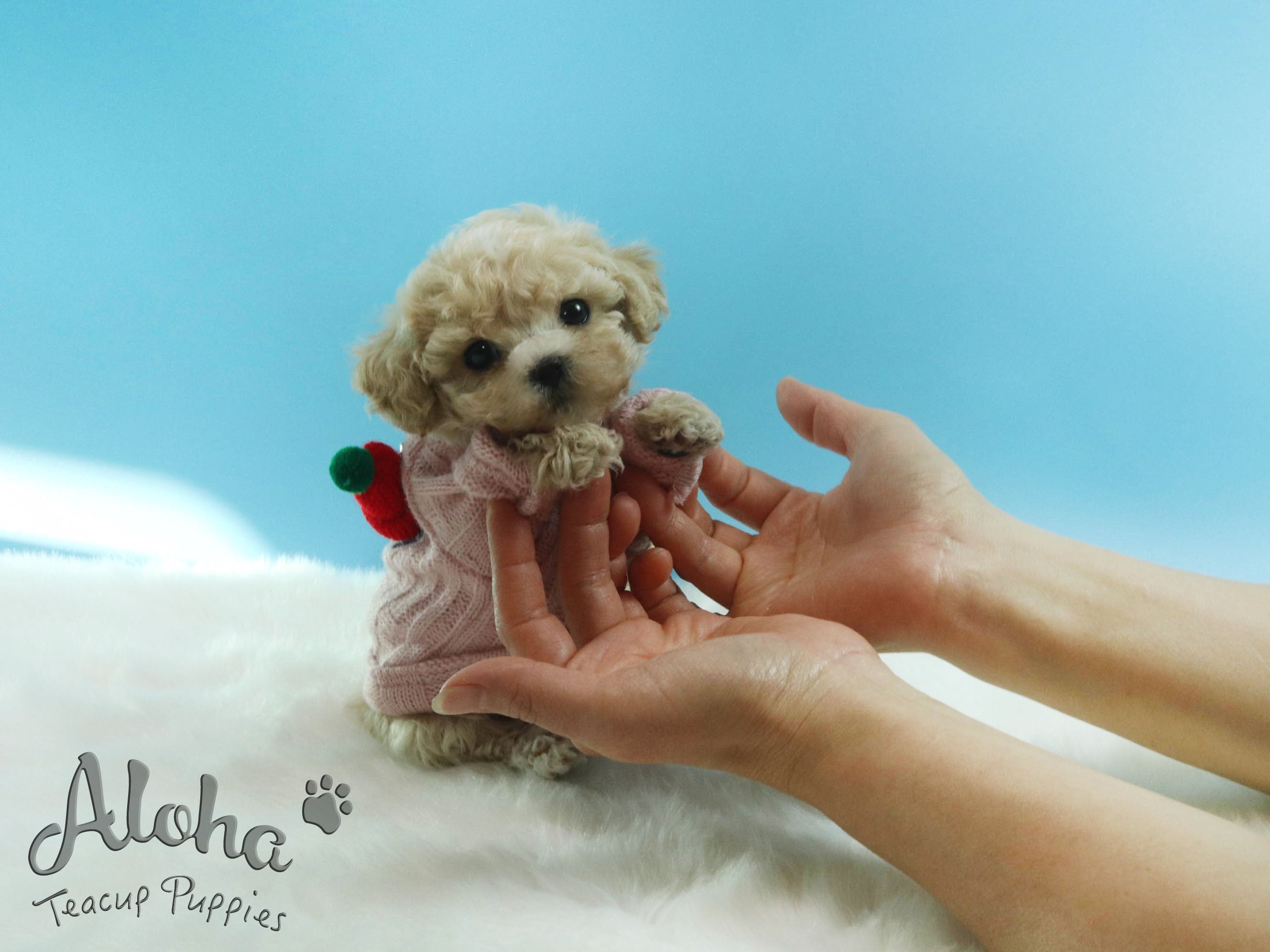 Sold to Lynn, Pie [TEACUP MALTIPOO]
