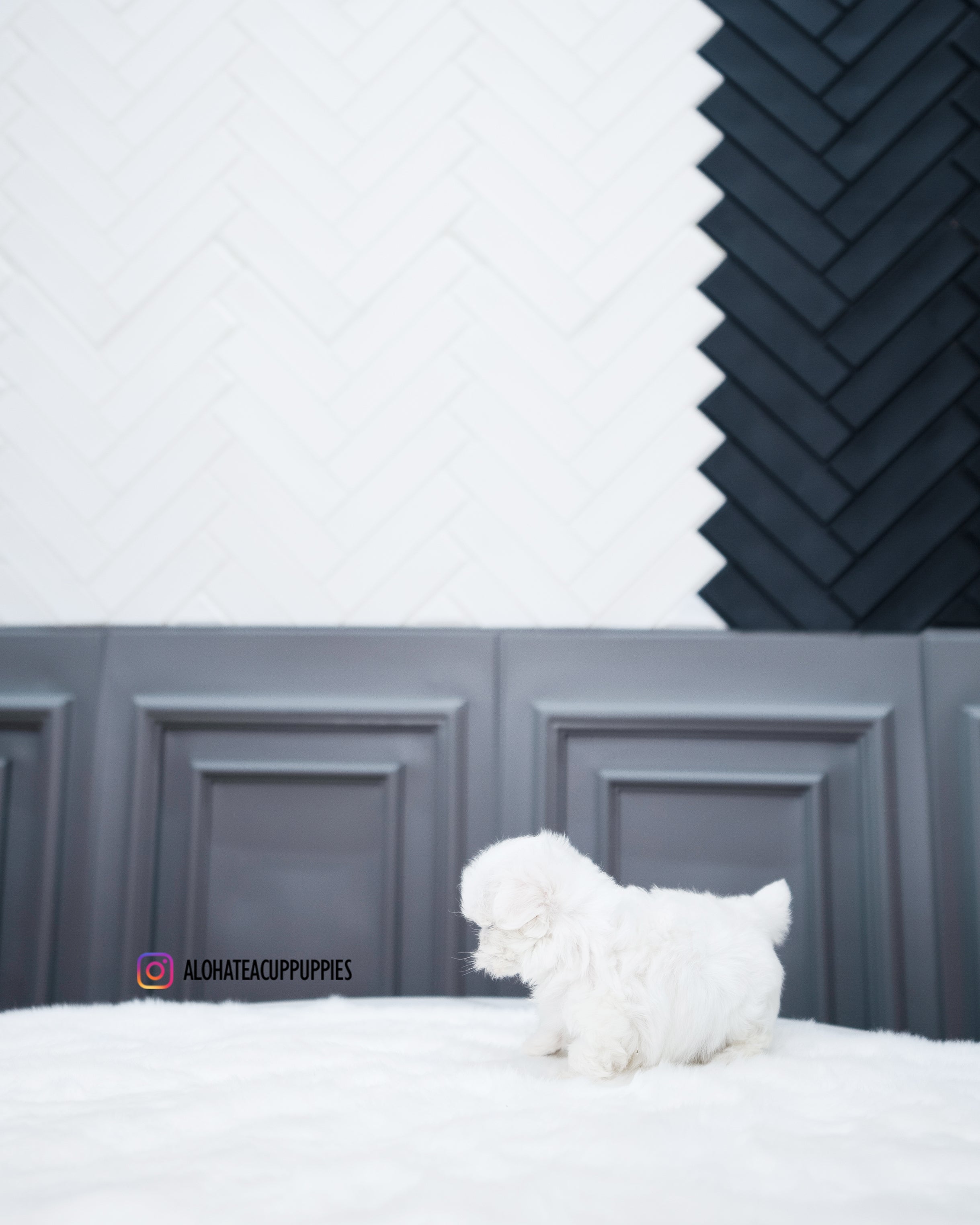 Elsa [TEACUP MALTESE]