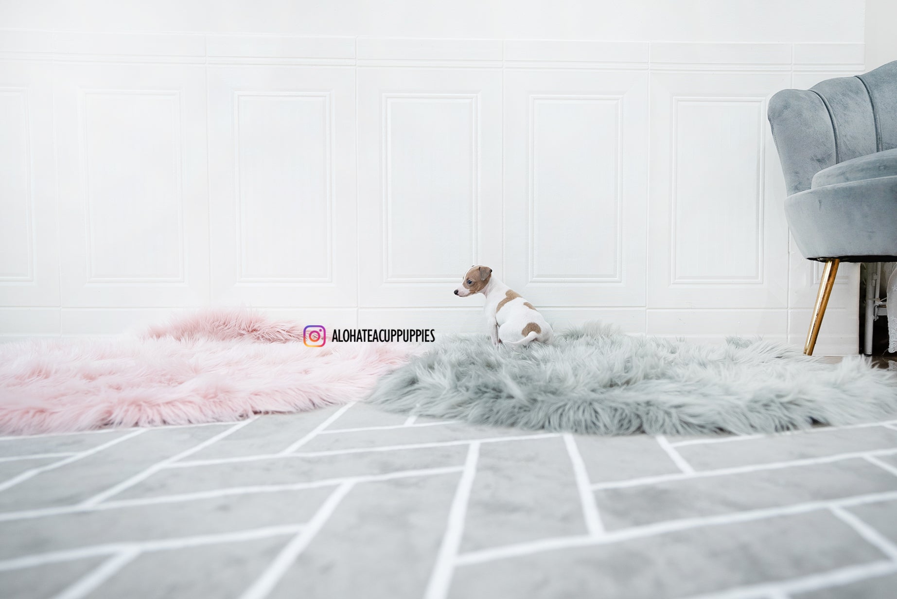Reese [TEACUP Italian Greyhound]