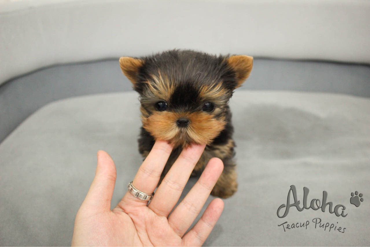 Biscuit [TEACUP Yorkie]