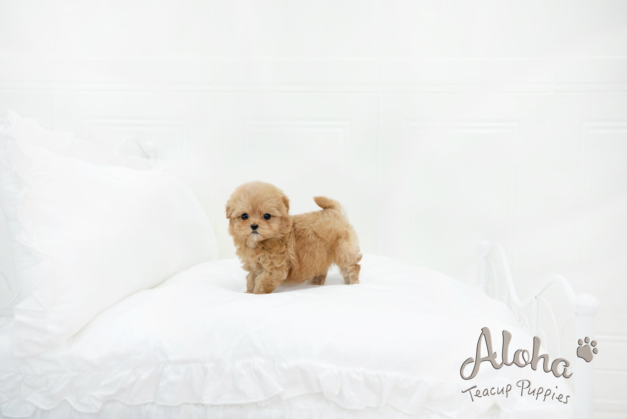 Ruby [MALTIPOO TOY]