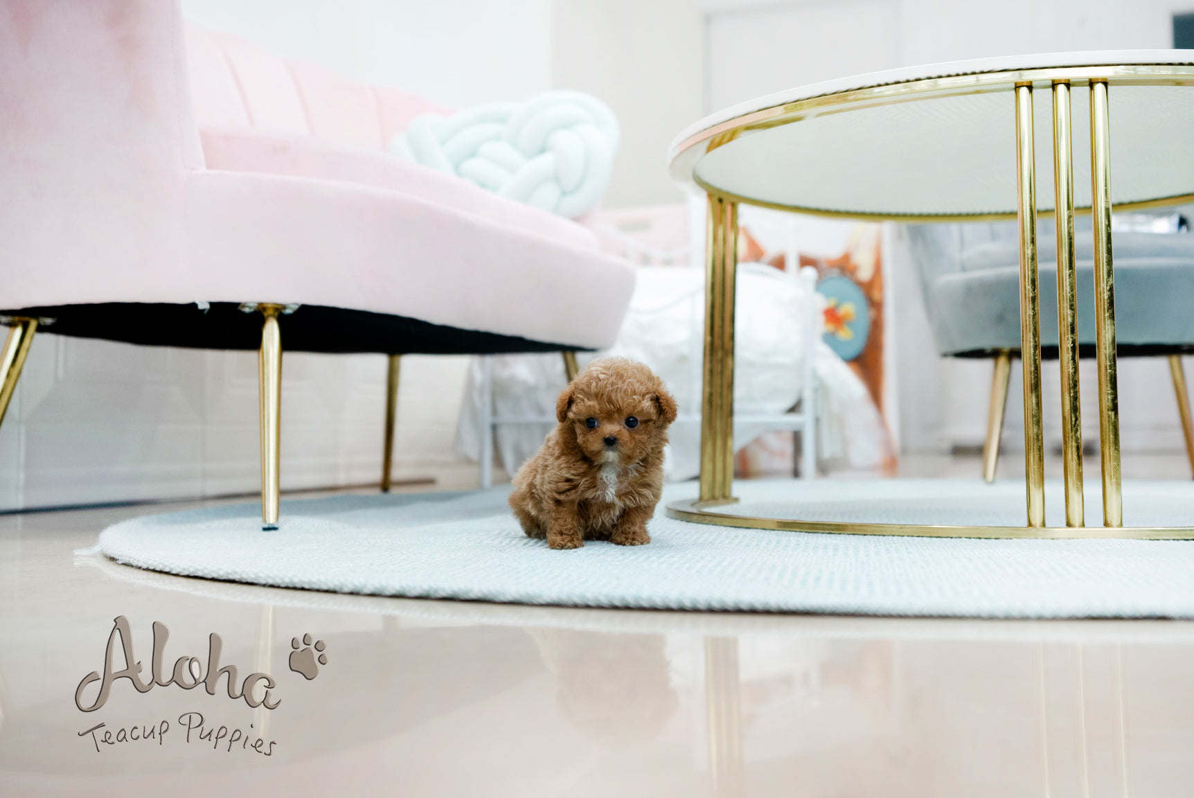 Peanut [TEACUP POODLE]