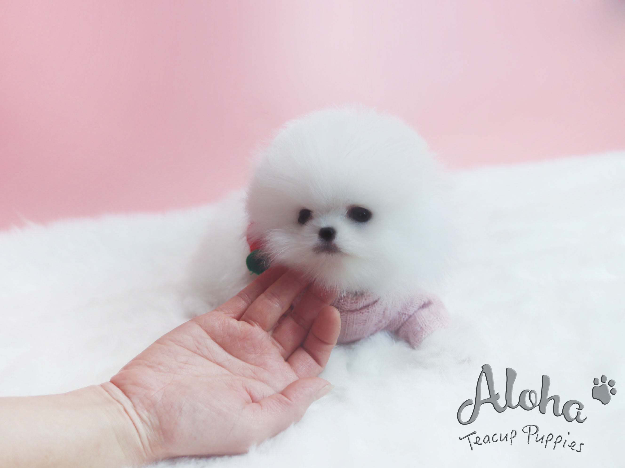 Sold to Alexandra, Princess [TEACUP POMERANIAN]