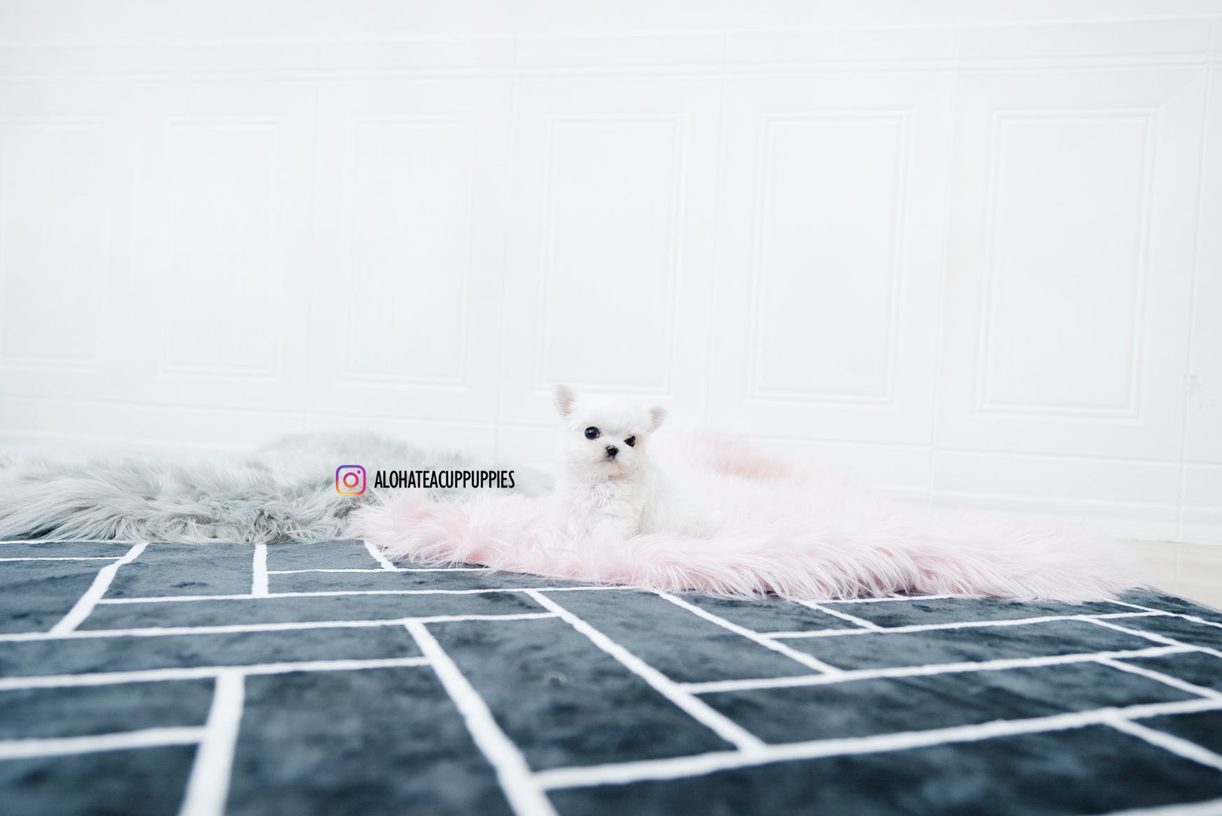 Tiana [TEACUP MALTESE]