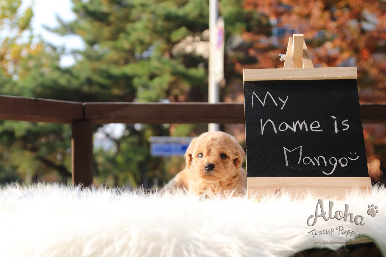 Mango - [Poodle]