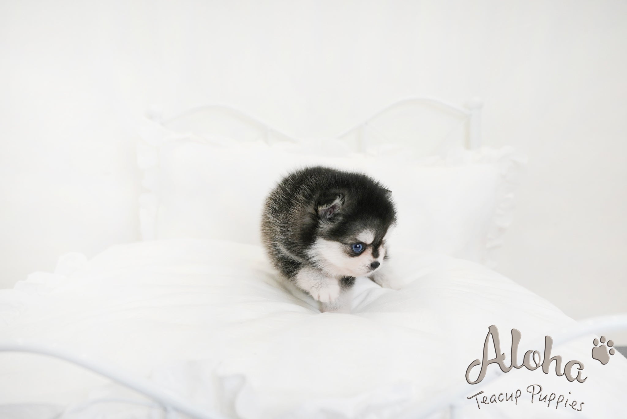 GRACIE [TEACUP Pomsky]