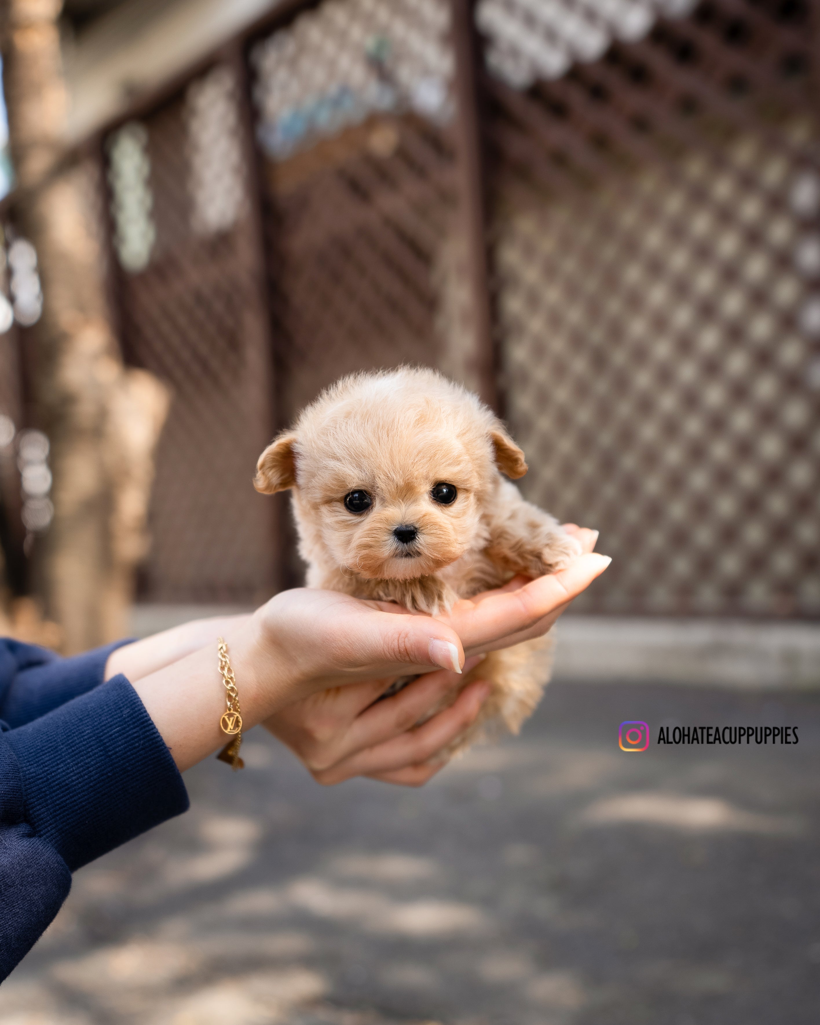 Royal [TEACUP MALTIPOO]