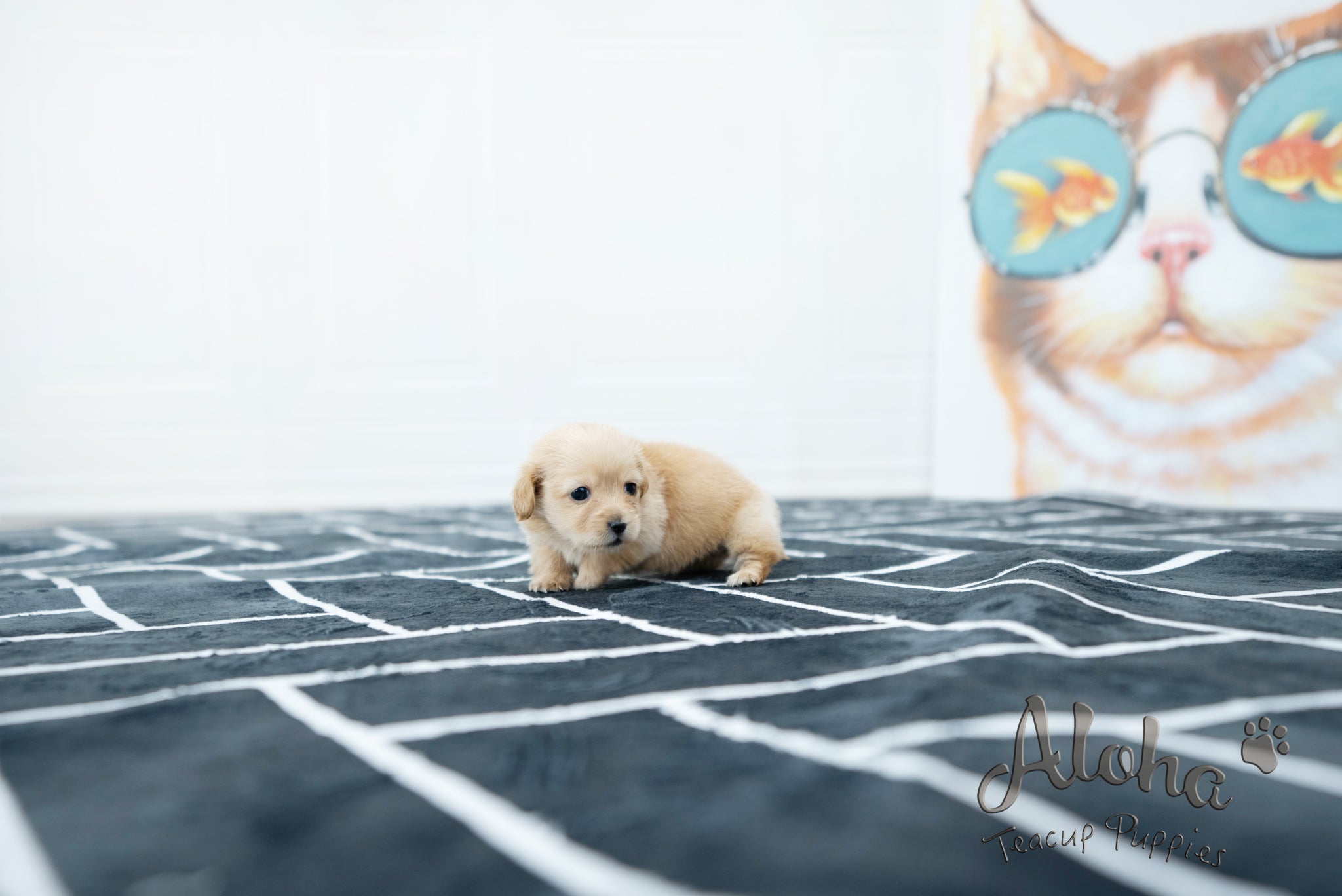 Aaron [TEACUP Dachshund]