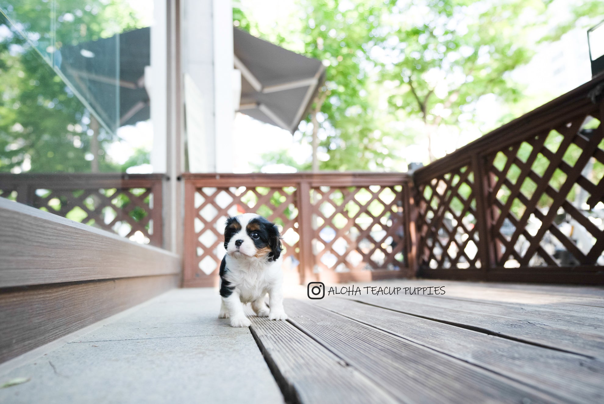 Charlotte [Mini King Charles Spaniel]