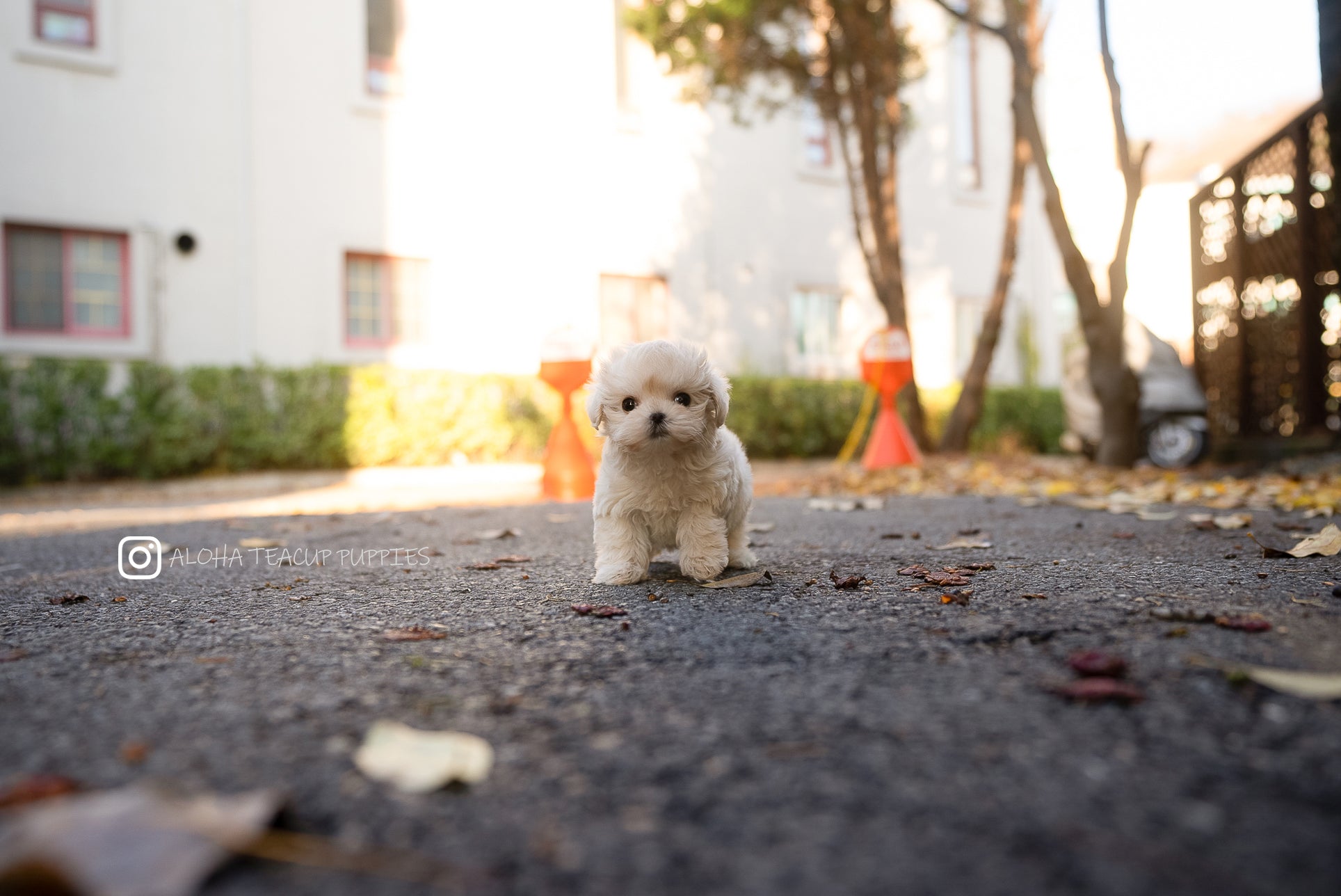 Vivian [TEACUP MALTIPOO]
