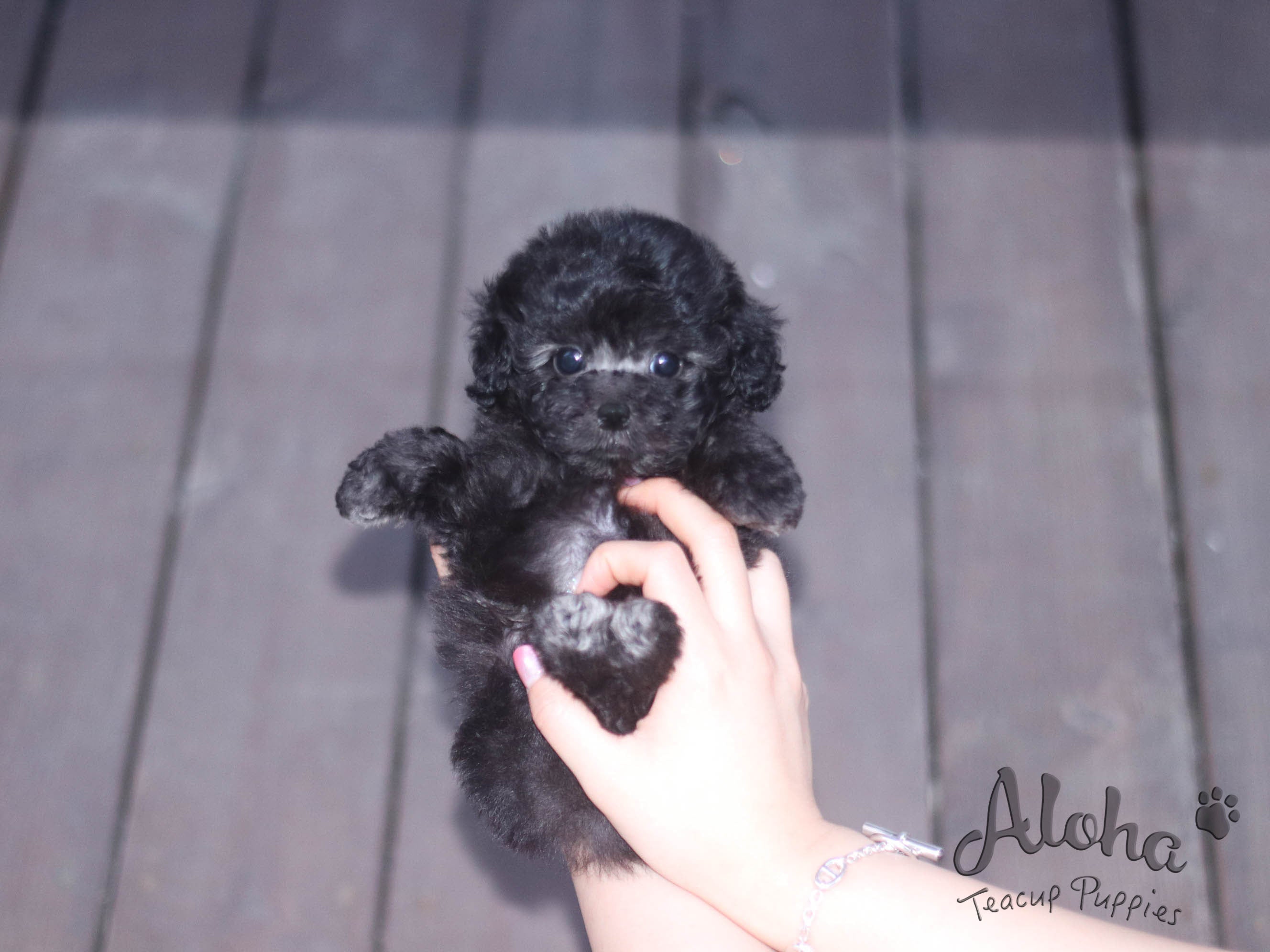 RUBY [TEACUP POODLE]
