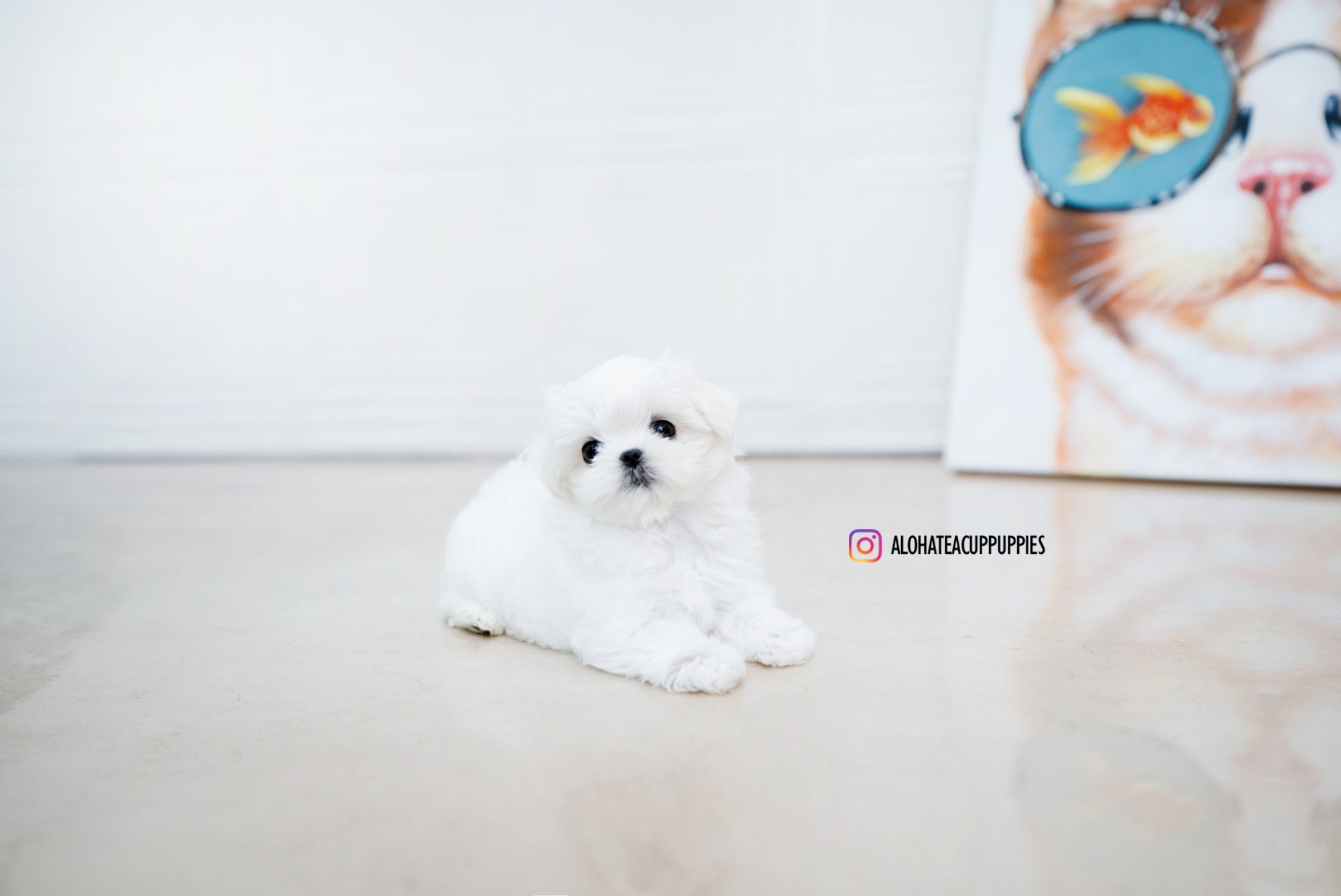 Helen [TEACUP MALTESE]