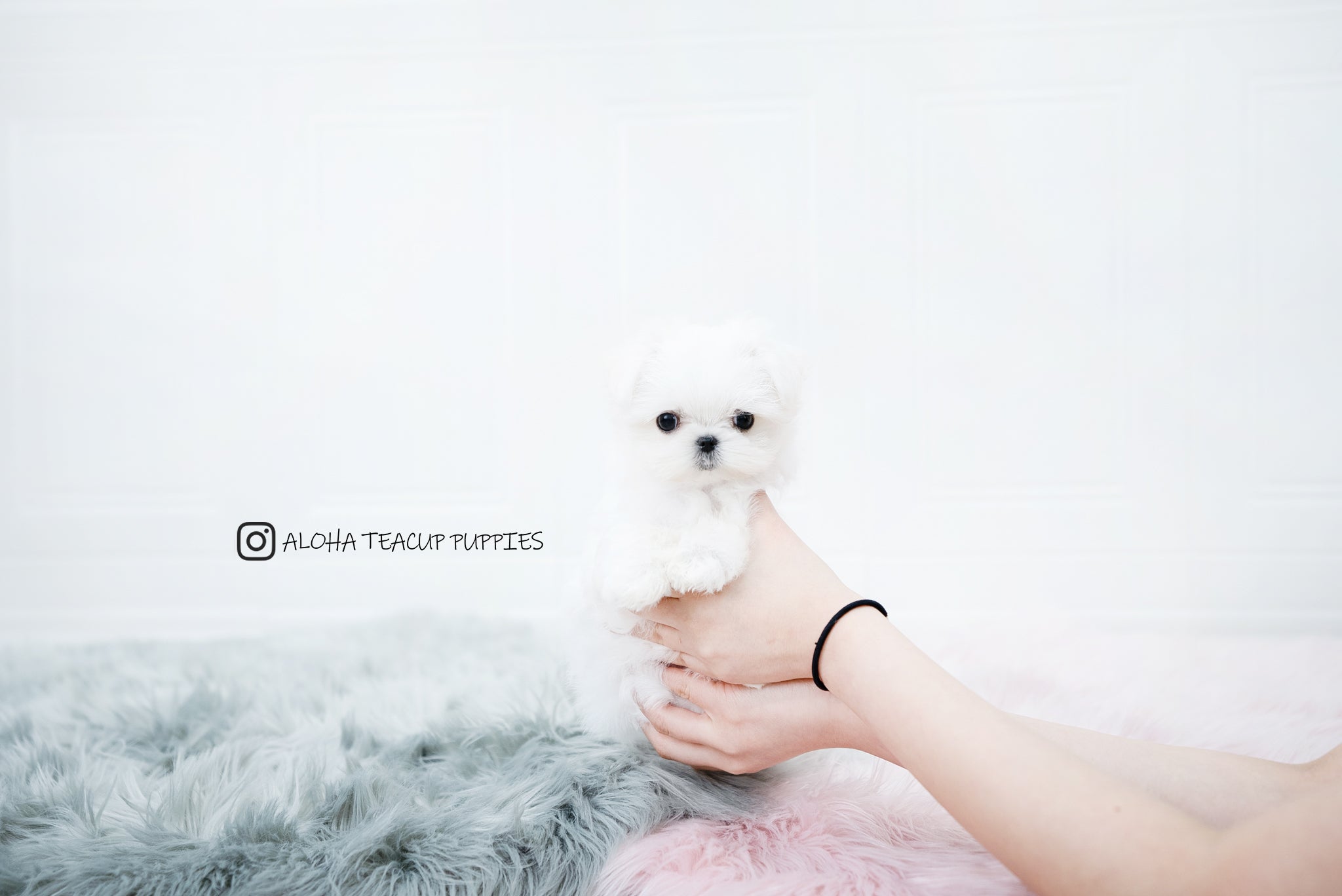 Sunny [TEACUP MALTESE]
