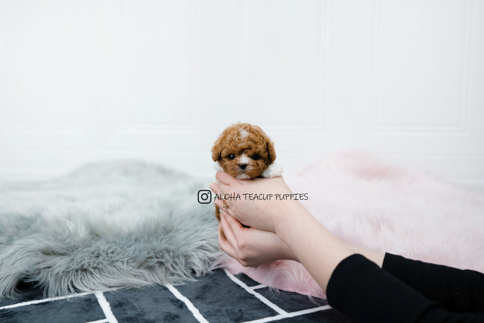 Dan [TEACUP MALTIPOO]