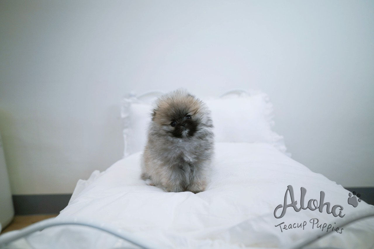 Foufou [TEACUP POMERANIAN]