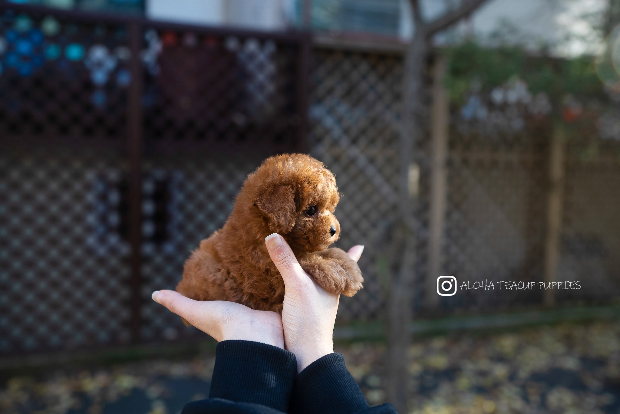 Bianca [TEACUP POODLE]