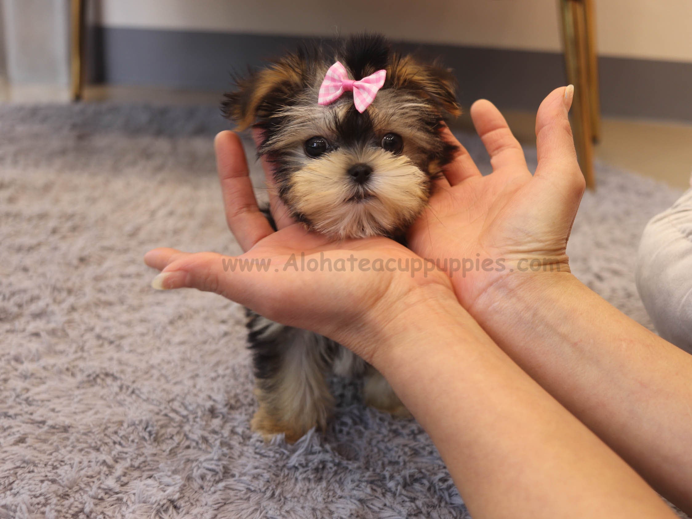 Prada [TEACUP Morkie]