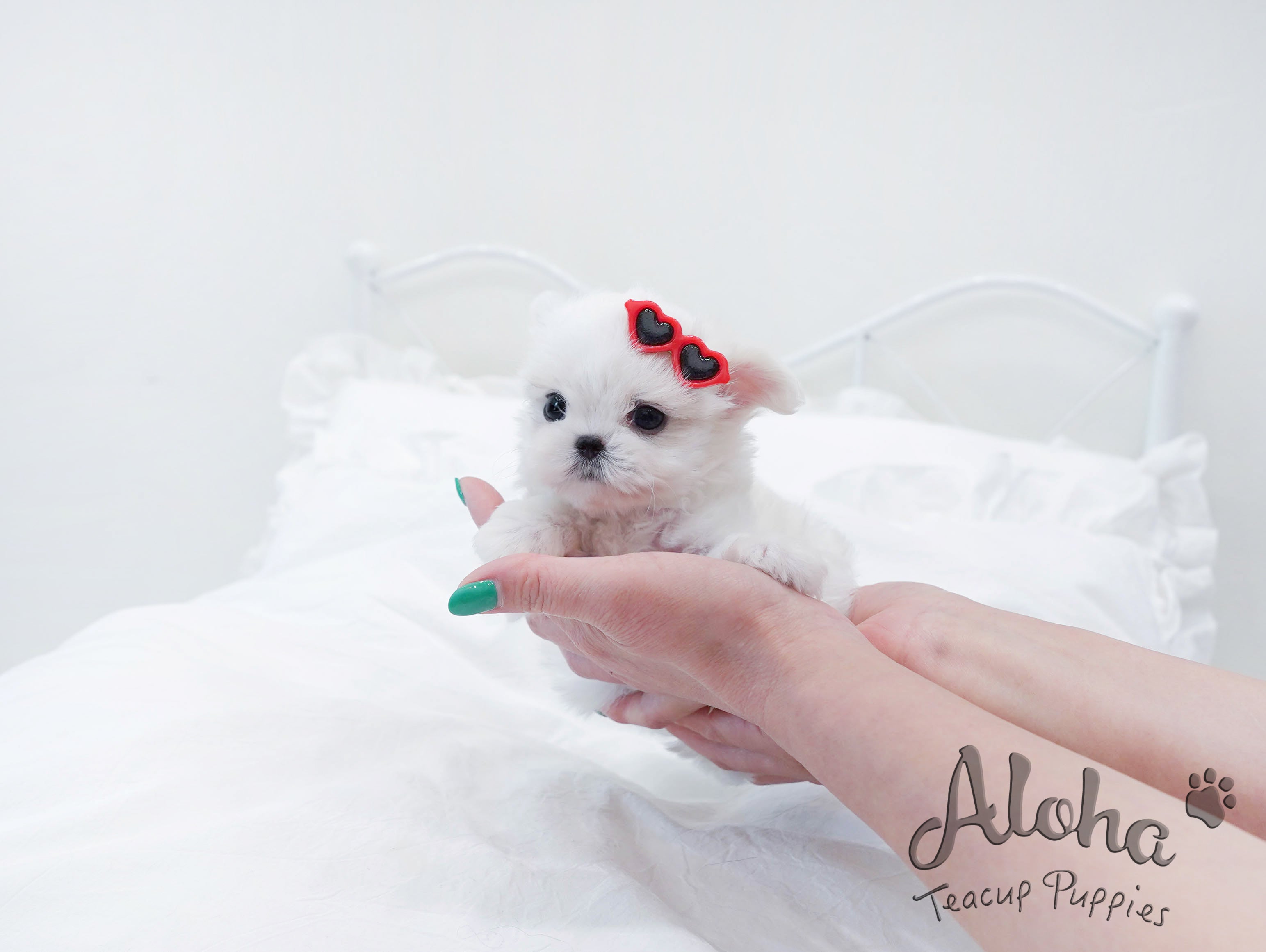 Ben [TEACUP MALTESE]