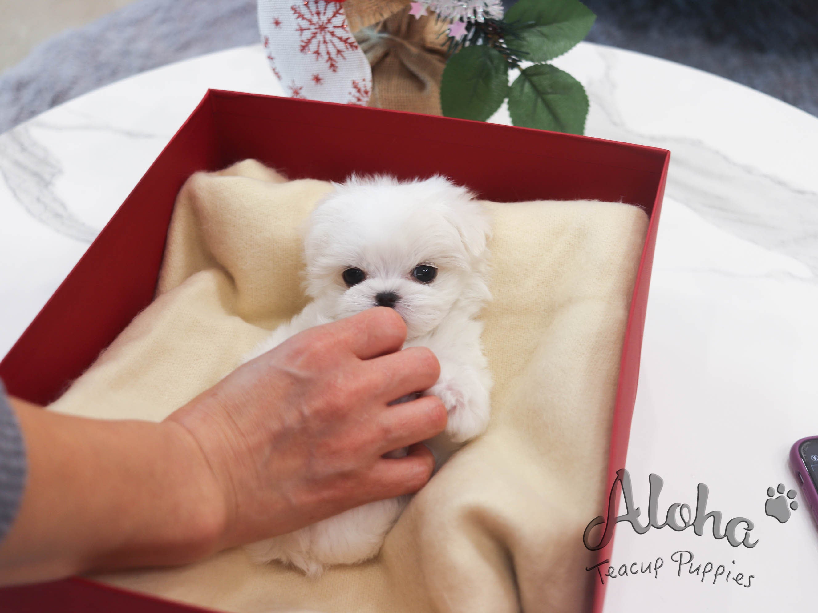 Rudolph [TEACUP Maltese]