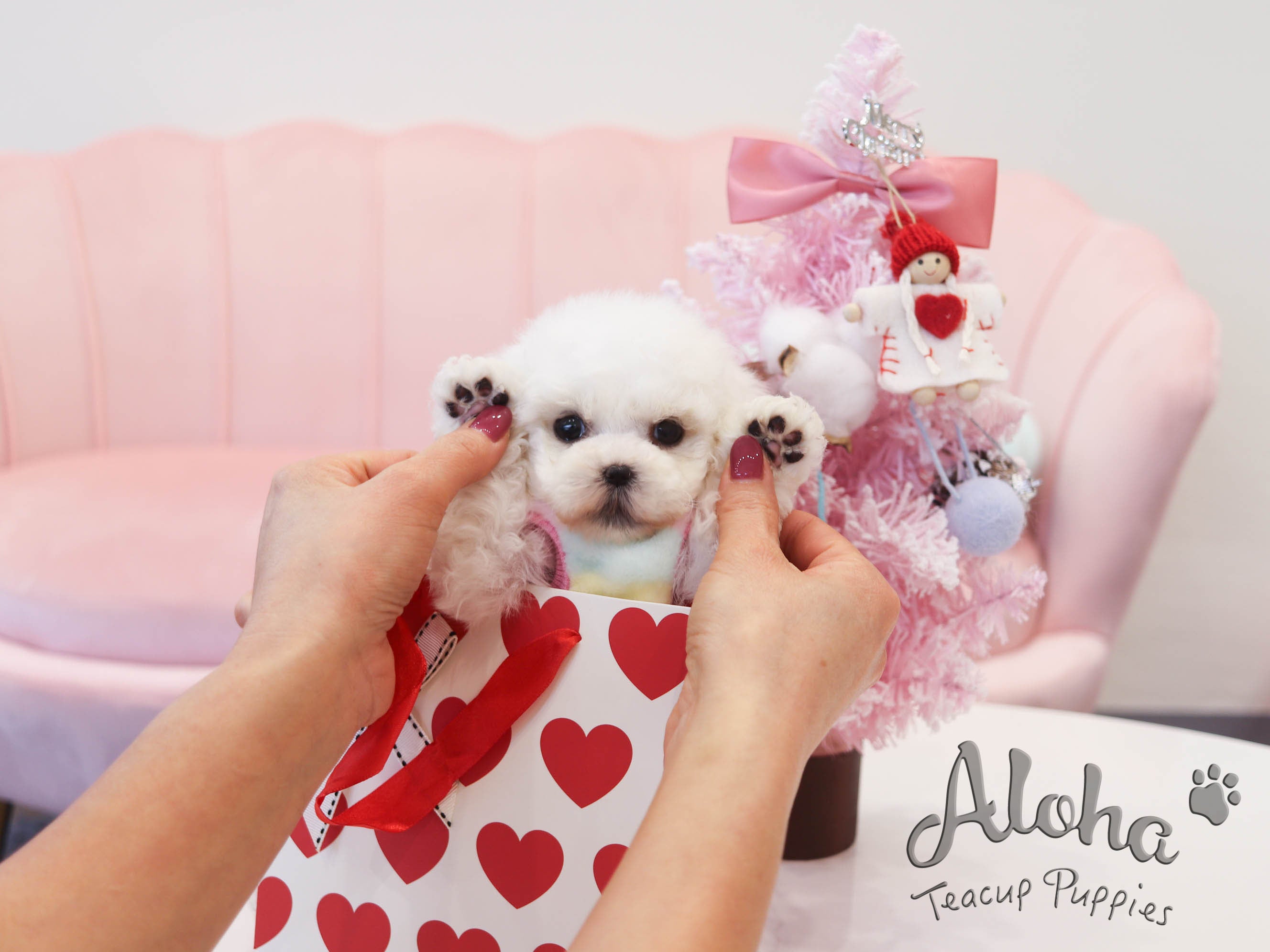 Dorothy [TEACUP Bichon]