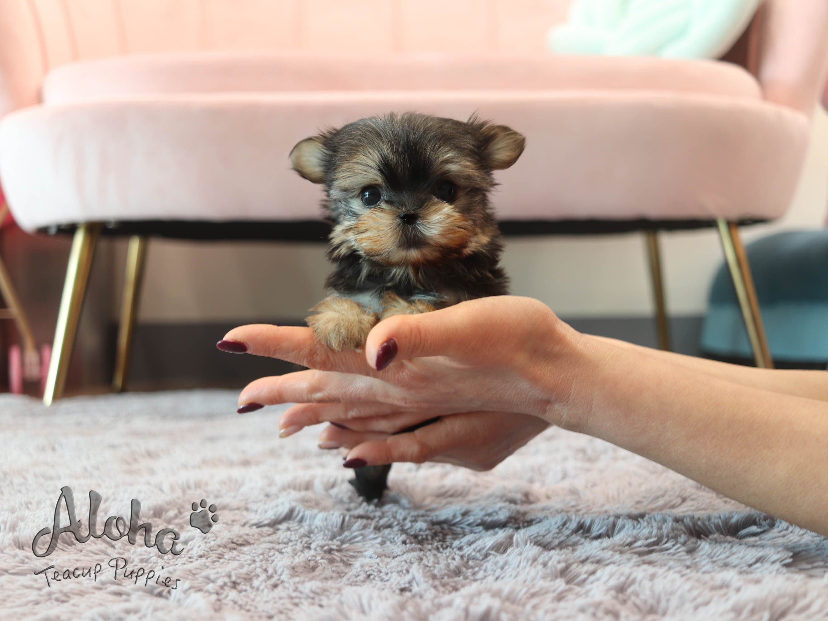 Lola [TEACUP Morkie]