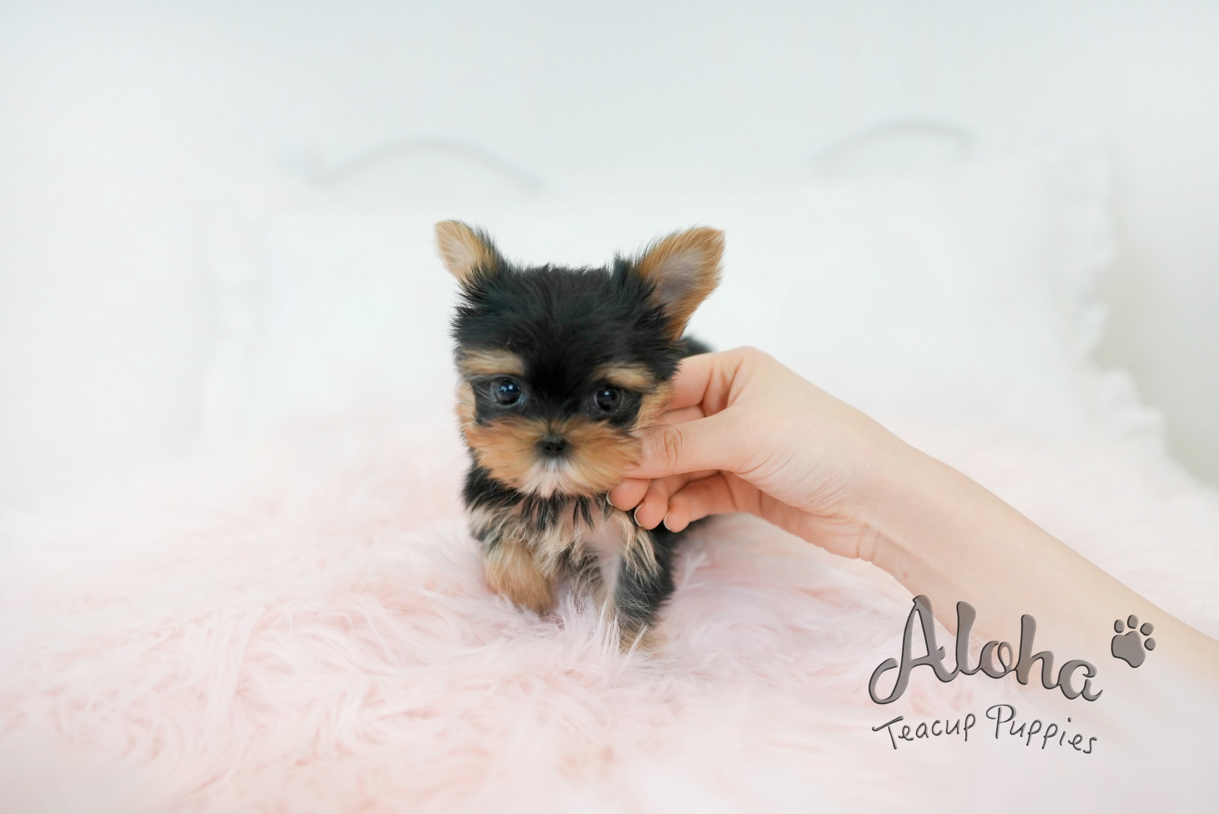Molly [TEACUP Yorkie]