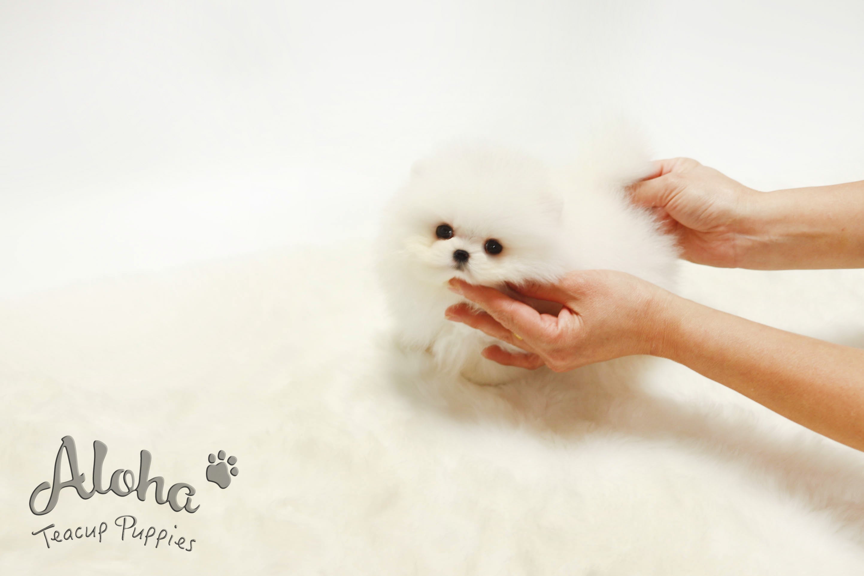 Sold to Amelia, Boo [Teacup Pomeranian]