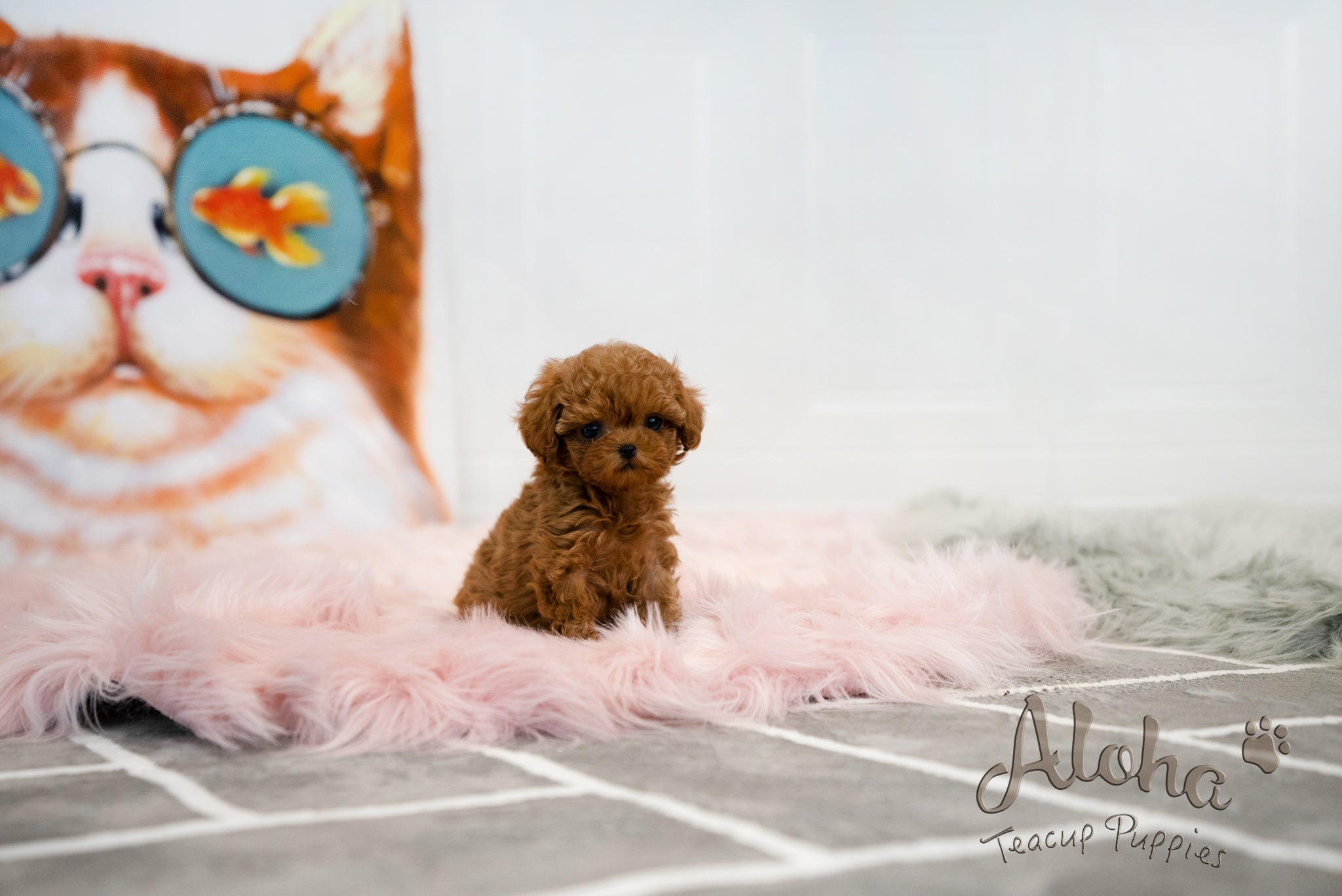 Jenny [TEACUP MALTIPOO]